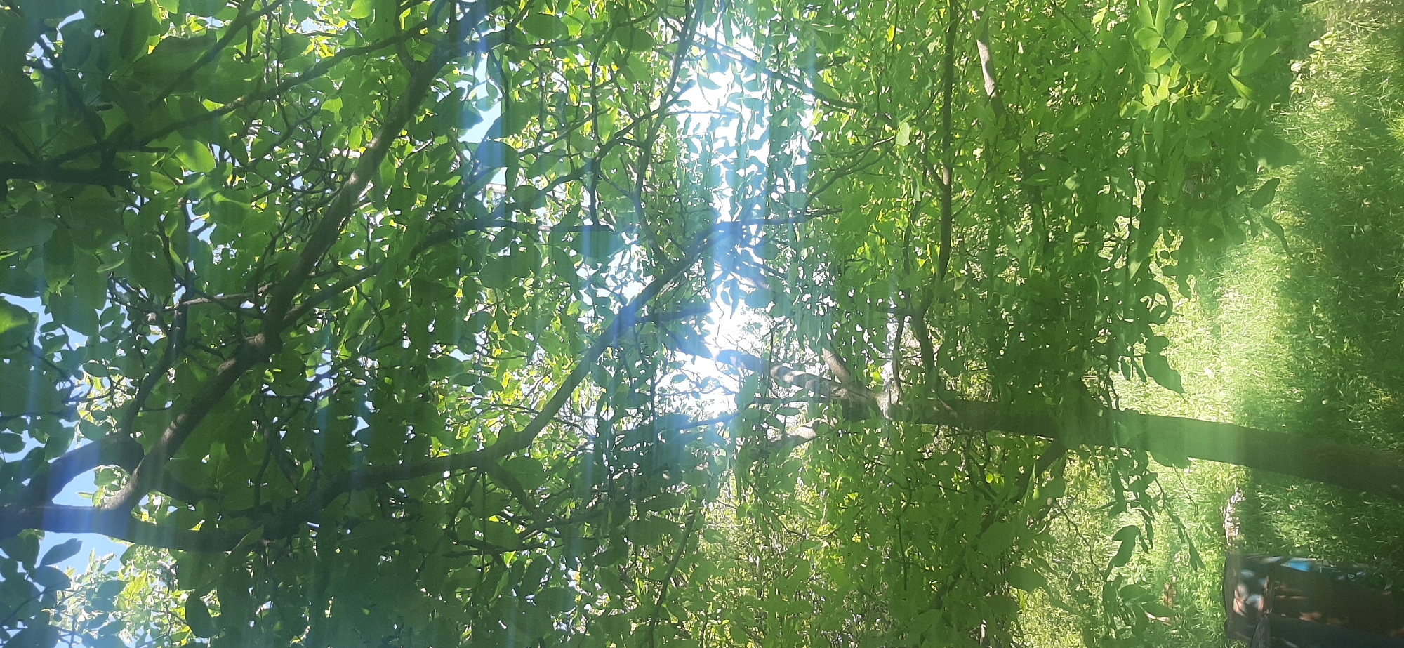 The image is a vertical, eye-level shot looking up through the canopy of a deciduous tree with lush green leaves. Sunlight filters through the branches and leaves, creating bright lens flares and dappled light patterns across the scene. The sky is visible through the foliage, appearing blue with bright white highlights from the sun. The trunk of the tree is visible in the lower central part of the image. In the background, a grassy area is seen with some indistinct objects, possibly including part of a dark, metallic barrel on the left. The overall environment suggests an outdoor, natural setting, likely a yard or park. The location is Yessentukskaya, Russia.
