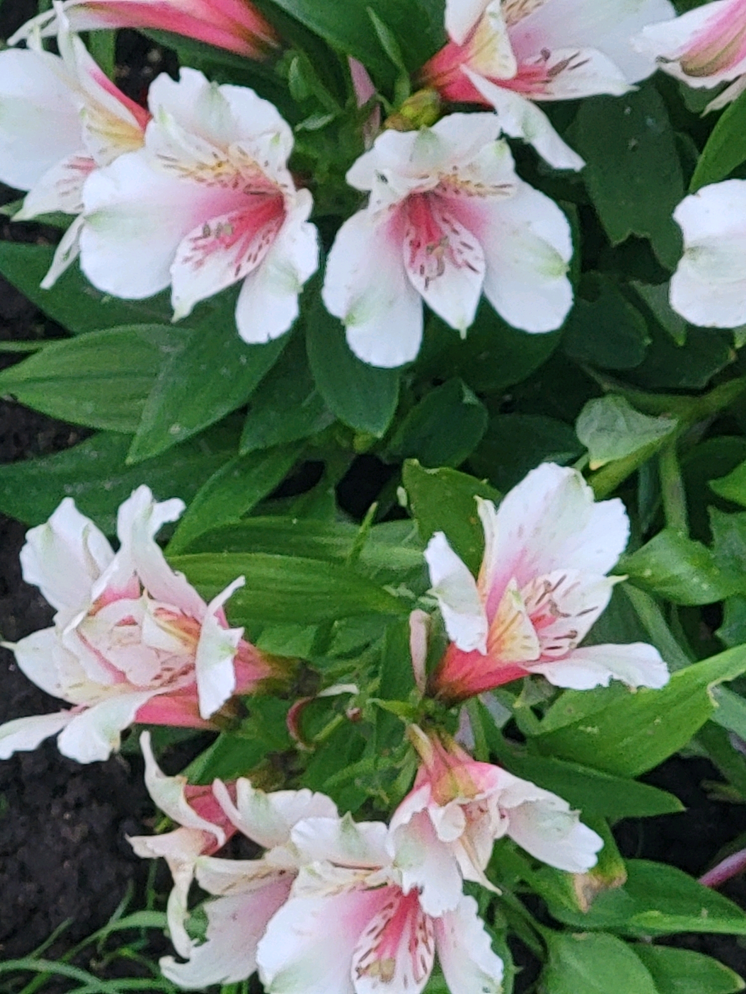 This is a close-up, vertical shot of several pink and white alstroemeria flowers with green foliage and dark soil in the background. The flowers are in various stages of bloom, with some fully open and others still budding. The petals are delicate and frilled, with streaks of pink and darker markings on the inside. The overall impression is one of natural beauty and vibrancy. The scene is outdoors and appears to be in a garden setting.