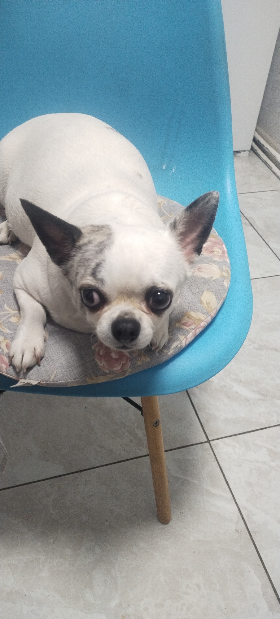 A white-and-grey speckled Chihuahua dog is lying on a patterned cushion on a blue chair. The dog is facing the camera with its head resting on its paws. Its eyes are wide and dark, and its ears are perked up. The chair is a modern design with wooden legs. The background is a tiled floor. The scene is likely indoors, possibly in a home. The location of Pisochyn, Ukraine is not depicted in this image.