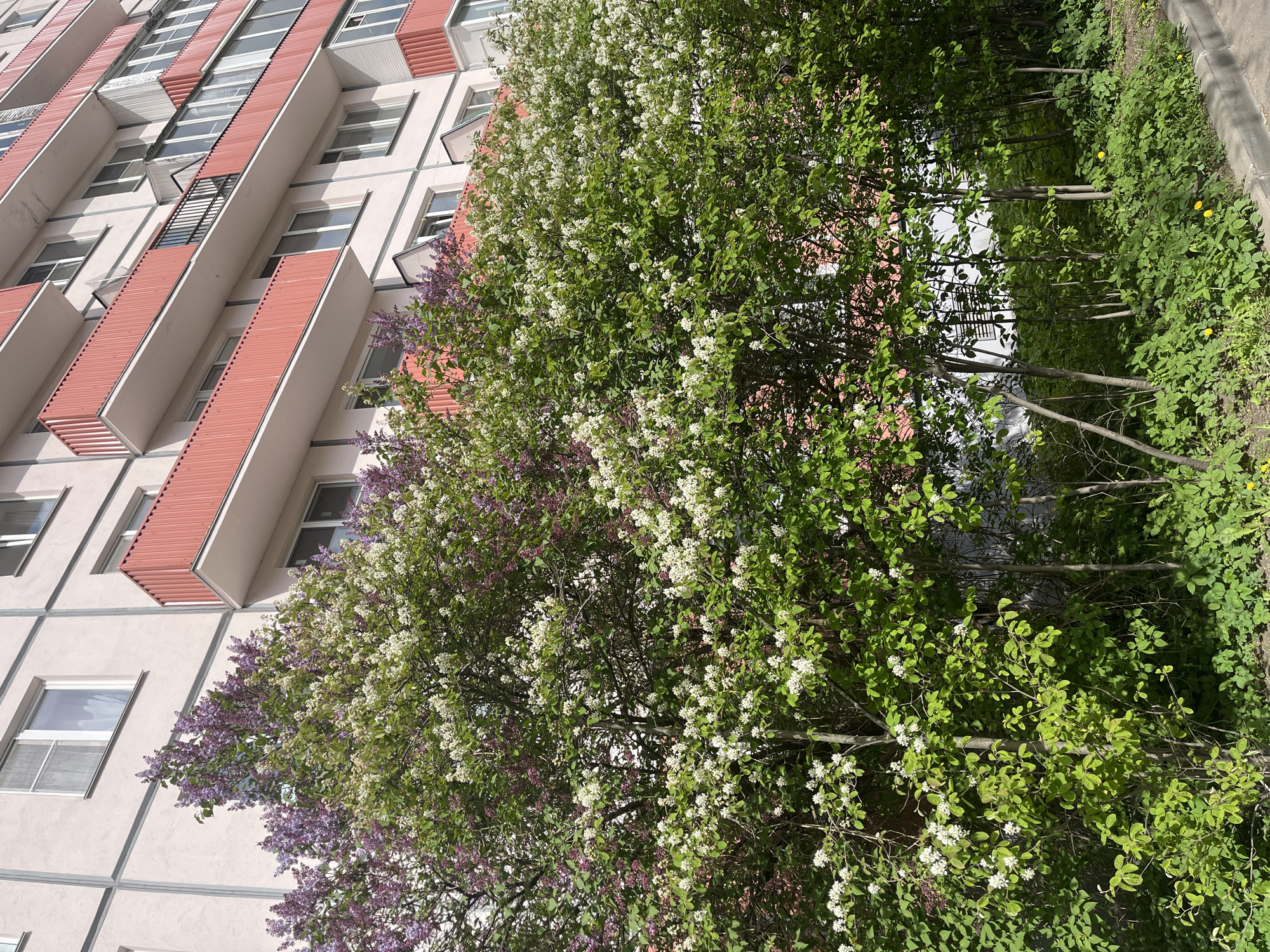 The image captures a corner of an urban landscape in Saint Petersburg, Russia. Dominating the left side is a multi-story residential building with a facade of light-colored panels punctuated by windows and protruding balconies featuring coral-colored vertical panels. A lilac tree with purple blossoms is visible in the lower left corner, gradually transitioning into a flowering shrub with white blooms and lush green foliage. The right side of the image shows a patch of greenery, possibly a garden or roadside vegetation. The perspective is from a low angle, looking upward toward the building and through the trees, suggesting the photo was taken at ground level. The overall impression is one of a quiet, green space situated within a typical urban residential area.