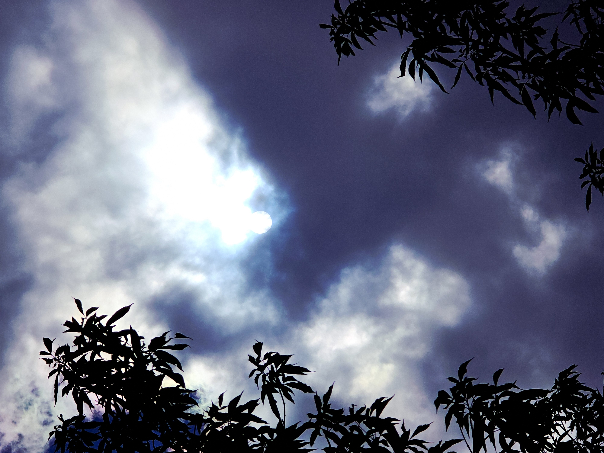 The image presents a dramatic natural scene, looking upwards through the canopy of trees towards the sky. The primary subjects are the sky, clouds, and the silhouetted branches and leaves of a tree.
The central feature is a bright, intense light source, likely the sun, heavily diffused and partially obscured by a thick expanse of white and grey clouds. This light creates a radiant glow within the cloud cover, contrasting sharply with the darker, deep indigo and purple hues of the sky surrounding it. Various formations of clouds are visible, ranging from luminous, thick masses around the light source to thinner, more dispersed patches across the frame.
Framing the sky are the stark, black silhouettes of tree branches and abundant foliage. These dark forms occupy the top right, bottom left, and bottom-center areas of the photograph, their intricate outlines providing a natural border against the brilliant sky. The individual leaves are clearly distinguishable despite being in shadow.
There is no specific activity or event taking place, but rather a captured moment of a dynamic sky. The time of day appears to be daytime, with the sun obscured by clouds, creating an atmospheric, almost surreal quality to the light. No specific location cues are visible beyond a natural, outdoor setting. There are no people, objects, or visible text present in the image.