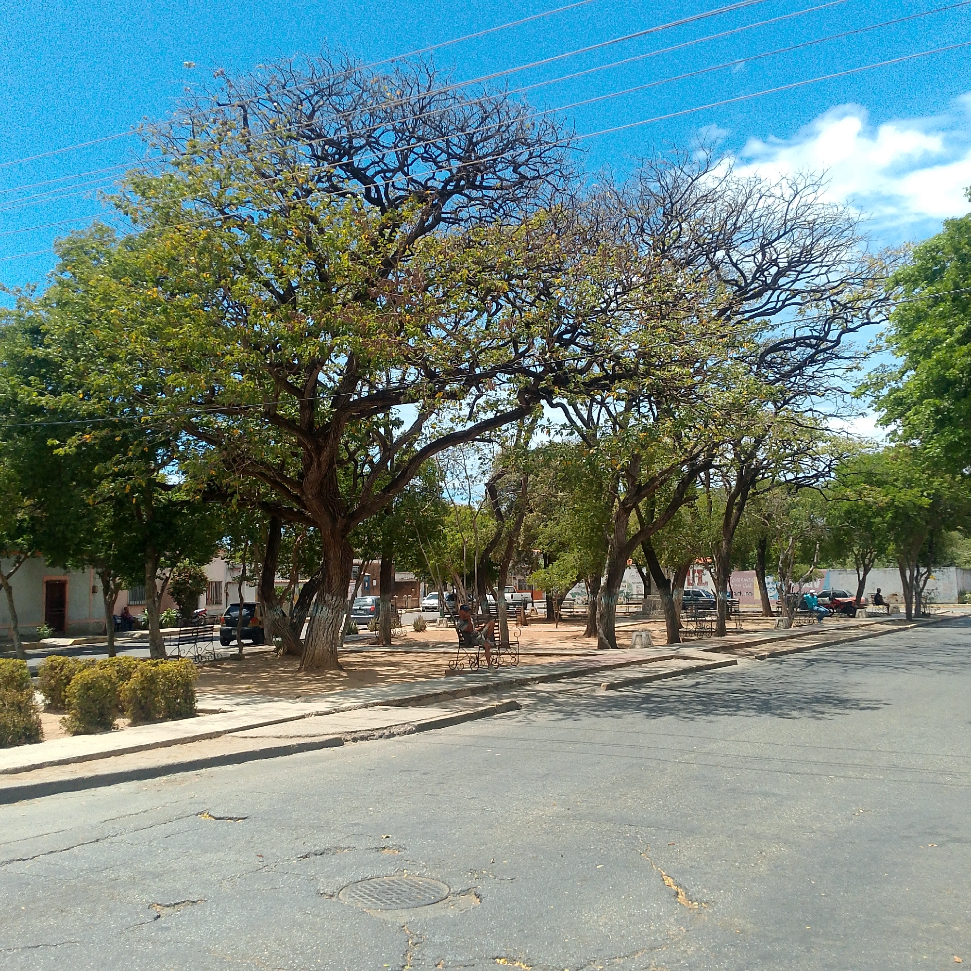 The image depicts a street scene in Altagracia, Venezuela, focusing on a park-like area adjacent to the road. A variety of trees, some with sparse foliage, line the park. Benches are present along the edge of the park. The road is asphalt with visible cracks and a manhole cover. Several cars are parked within view of the park. There are people sitting on benches within the park. The sky is blue with some clouds. Overhead, electrical wires run across the sky.