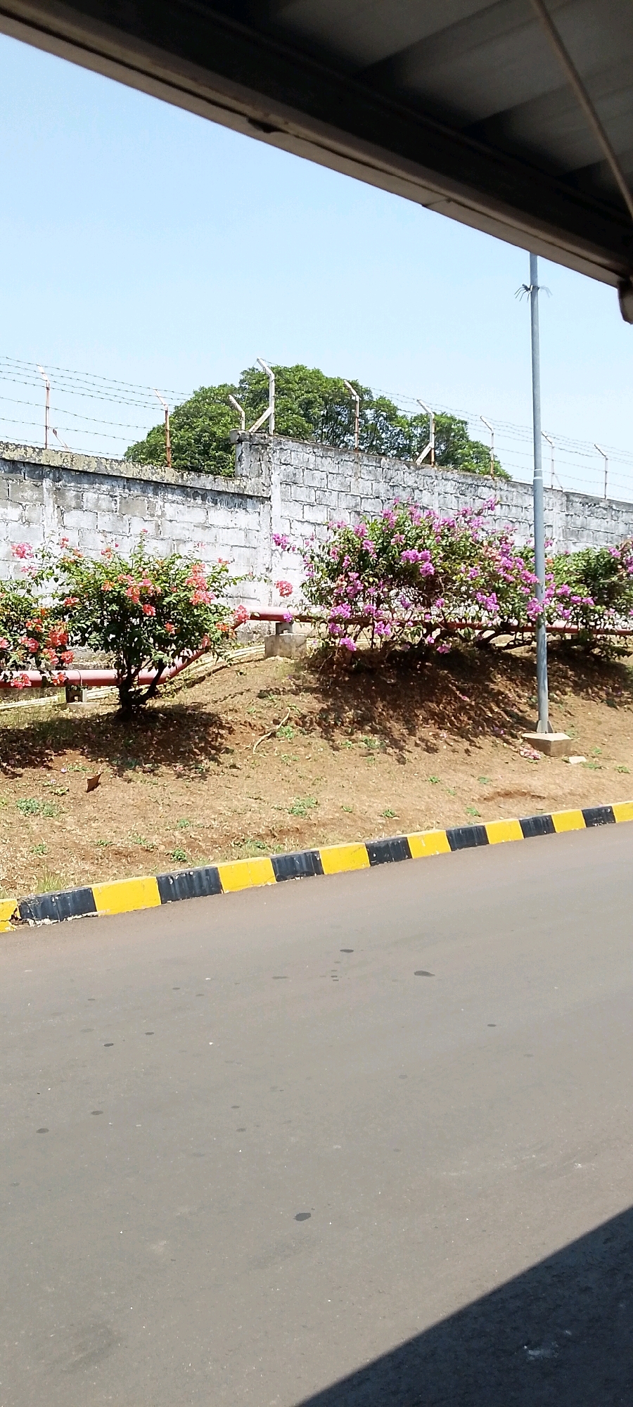 A medium-shot image shows a clear sky over a street in Depok, Indonesia. The street is paved with asphalt and has a curb with alternating yellow and black markings. Beyond the curb is a dry, grassy slope leading up to a concrete wall topped with barbed wire. On the slope, several bougainvillea bushes with pink and red flowers are growing. A red pipe runs horizontally along the base of the bushes. A tall, thin pole stands on the right side of the image, casting a shadow. The scene appears to be taken from under an overhang, as indicated by the dark structure visible at the top of the frame.