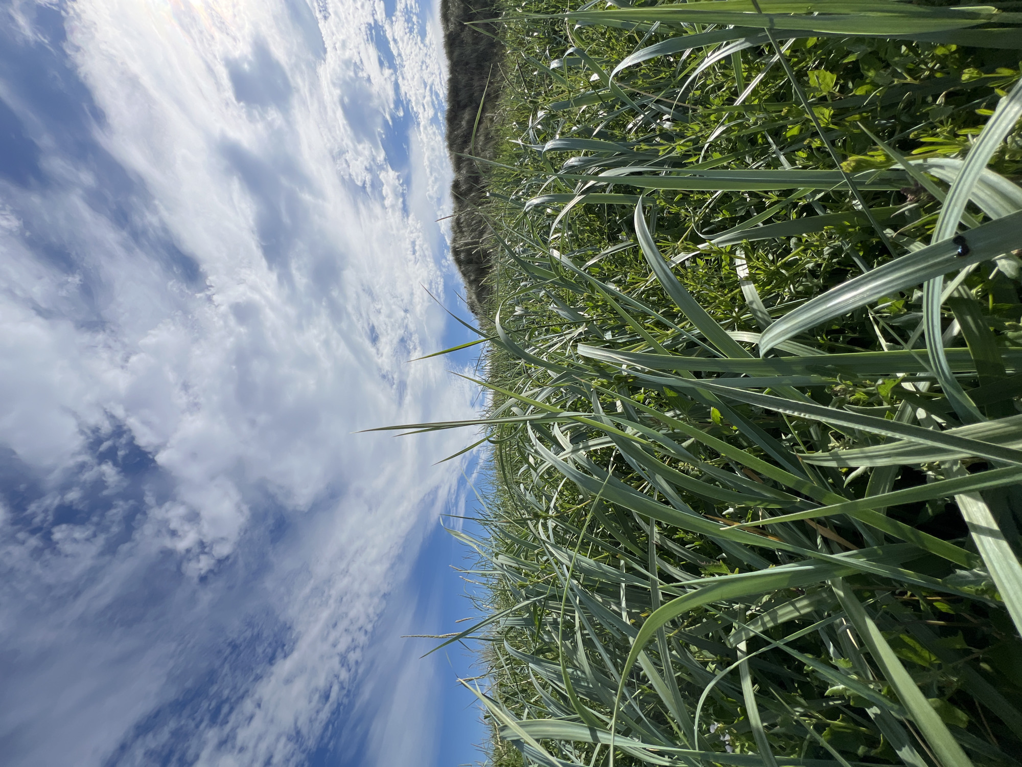 The media file displays a low-angle, close-up view of tall green grass and other vegetation, with a bright blue sky filled with white, wispy clouds in the background. The image is oriented vertically, with the grass dominating the right and foreground, and the sky occupying the left and background. The grass appears healthy and lush, with some blades showing a lighter green or silvery sheen, possibly due to sunlight reflecting off their surface. The dense foliage creates a natural, outdoor scene.
In the distance, a low, dark-green hill or mound is visible, covered in vegetation, separating the grassy foreground from the sky. The sky is a vibrant blue, with scattered clouds that appear to be moving, suggesting a breezy day. The sunlight is strong, casting highlights on the grass and creating a generally bright and airy atmosphere. There are no people or man-made objects visible in the frame. The overall impression is one of a natural, rural landscape, possibly a meadow or field.
Given the location context of Mountcharles, Ireland, this scene likely depicts the Irish countryside, characterized by its green landscapes and often dramatic skies. The time of day appears to be daytime, possibly late morning or afternoon, given the brightness and angle of the sun. The weather seems pleasant, with sunshine and clouds, indicative of a typical Irish summer day. The image evokes a sense of tranquility and natural beauty. No text is visible in the media file.