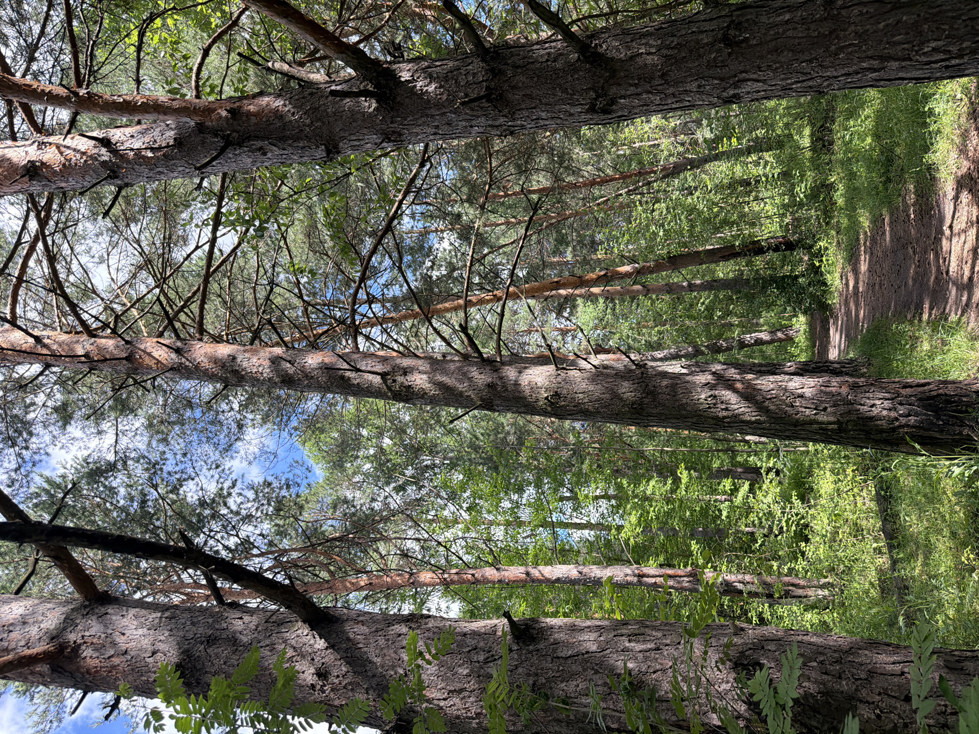 A narrow dirt path winds through a sun-dappled forest in Kazan, Russia. Tall pine trees with rough, textured bark dominate the scene, their branches reaching towards a bright blue sky dotted with white clouds. Lush green foliage and undergrowth line the path, with sunlight filtering through the dense canopy, casting dappled shadows on the ground. The forest appears serene and undisturbed, with no people or animals visible. The overall impression is one of natural beauty and tranquility.