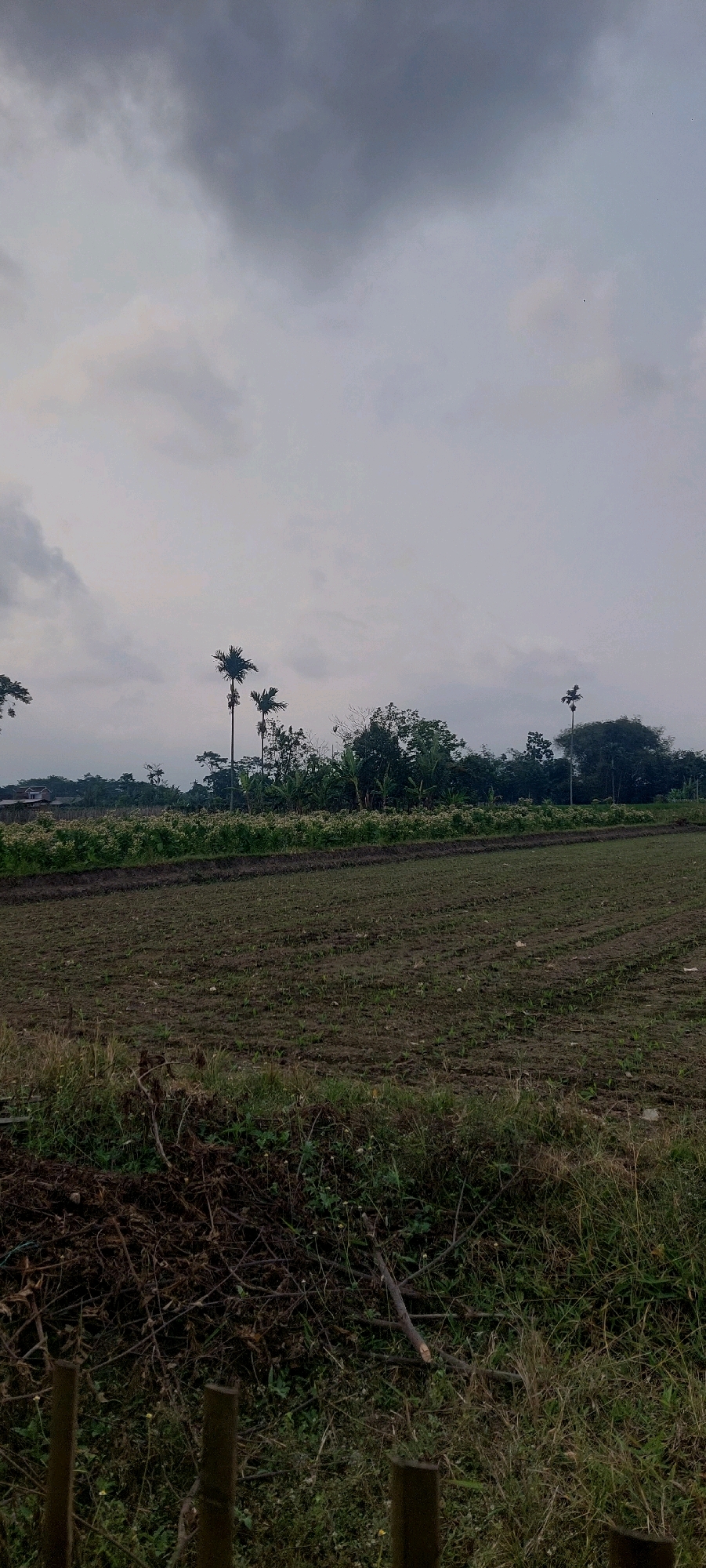 The image depicts an overcast rural landscape in Sumbersuko, Indonesia. A ploughed field dominates the foreground, showing rows of newly planted crops or tilled earth. A pile of brushwood and dry vegetation lies to the left of the field, with several wooden posts marking a boundary.
In the mid-ground, a band of dense, low-lying vegetation, possibly crops with white flowers, runs horizontally across the scene. Behind this, a line of trees of varying heights forms a backdrop, including several tall palm trees. A distant building, possibly a house with a red roof, is partially visible on the far left. The sky is filled with heavy, grey clouds, suggesting an impending rain or a generally dull weather day. No people or animals are visible in the image.