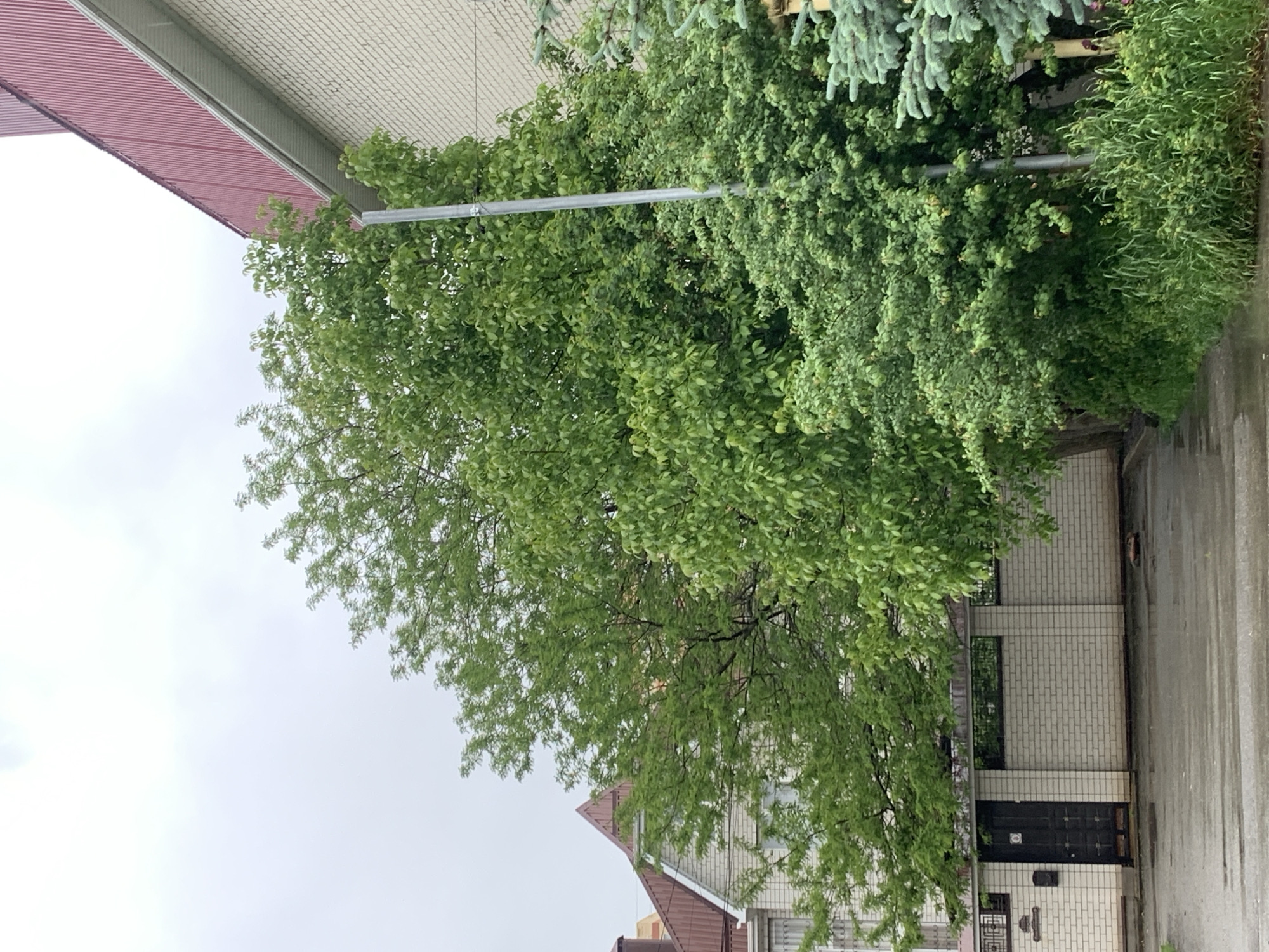The image shows a street scene in Stavropol, Russia. A leafy green tree dominates the foreground. Behind the tree is a light-colored brick building with a red roof. A silver metal pole is visible extending through the tree branches. To the right of the tree, there is more vegetation, including what appears to be a bush or hedge with differing green shades. The sidewalk or street pavement is visible to the right.