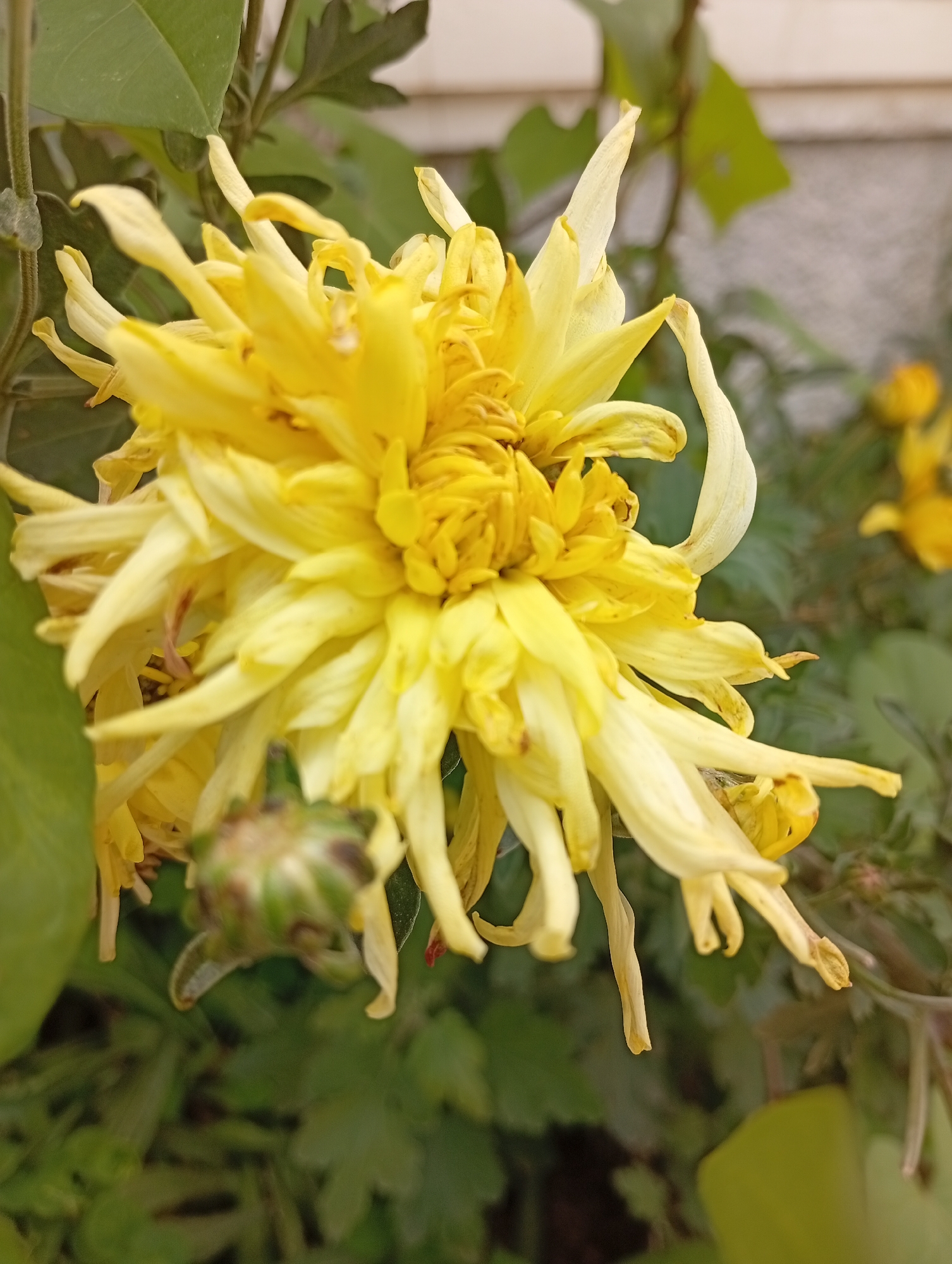 This is a close-up, vertical, outdoor, natural light photograph of a yellow chrysanthemum flower. The flower is in full bloom and its petals are long and spiky, with some browning at the tips. A green, unopened bud is visible in the lower left corner of the frame, along with some green leaves and stems. The background is blurred, showing more foliage and a hint of a light-colored wall. The photograph was taken in Gura Top, Nigeria.