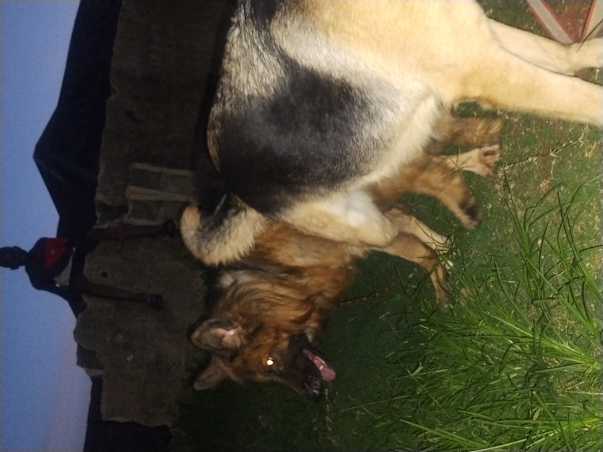 A low-light, close-up shot captures two German Shepherd dogs in a grassy area. The dog in the foreground is partially visible from behind, with its tan and black fur in focus. To the left, another German Shepherd is in profile, its head and neck visible, with its mouth open and tongue out. Its eyes reflect the light. Behind the dogs, a blurry, dark structure with a pointed roof is visible. In the upper portion of the frame, a silhouetted figure of a person is seated on a stone wall. The sky above is a deep twilight blue. The scene appears to be outdoors in an unlit area.