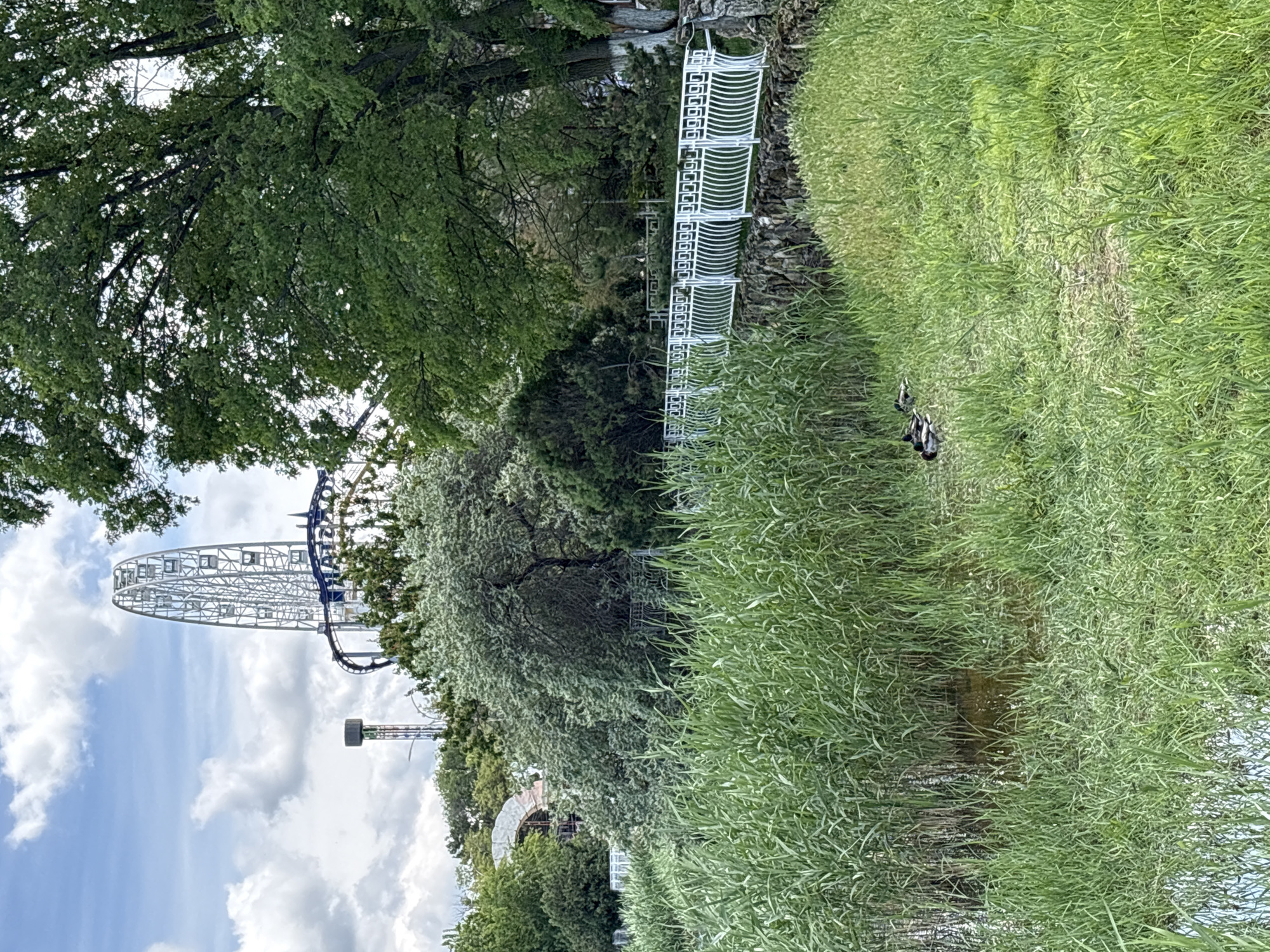 The image shows a park landscape in Anapa, Russia. In the background are amusement park rides: a Ferris wheel and a roller coaster. A white decorative fence runs along the edge of a grassy area, with tall green grass dominating the foreground. In the grass, near what appears to be a small stream or water feature, are two ducks. Trees with green foliage are present throughout the scene. The sky is visible, with clouds.