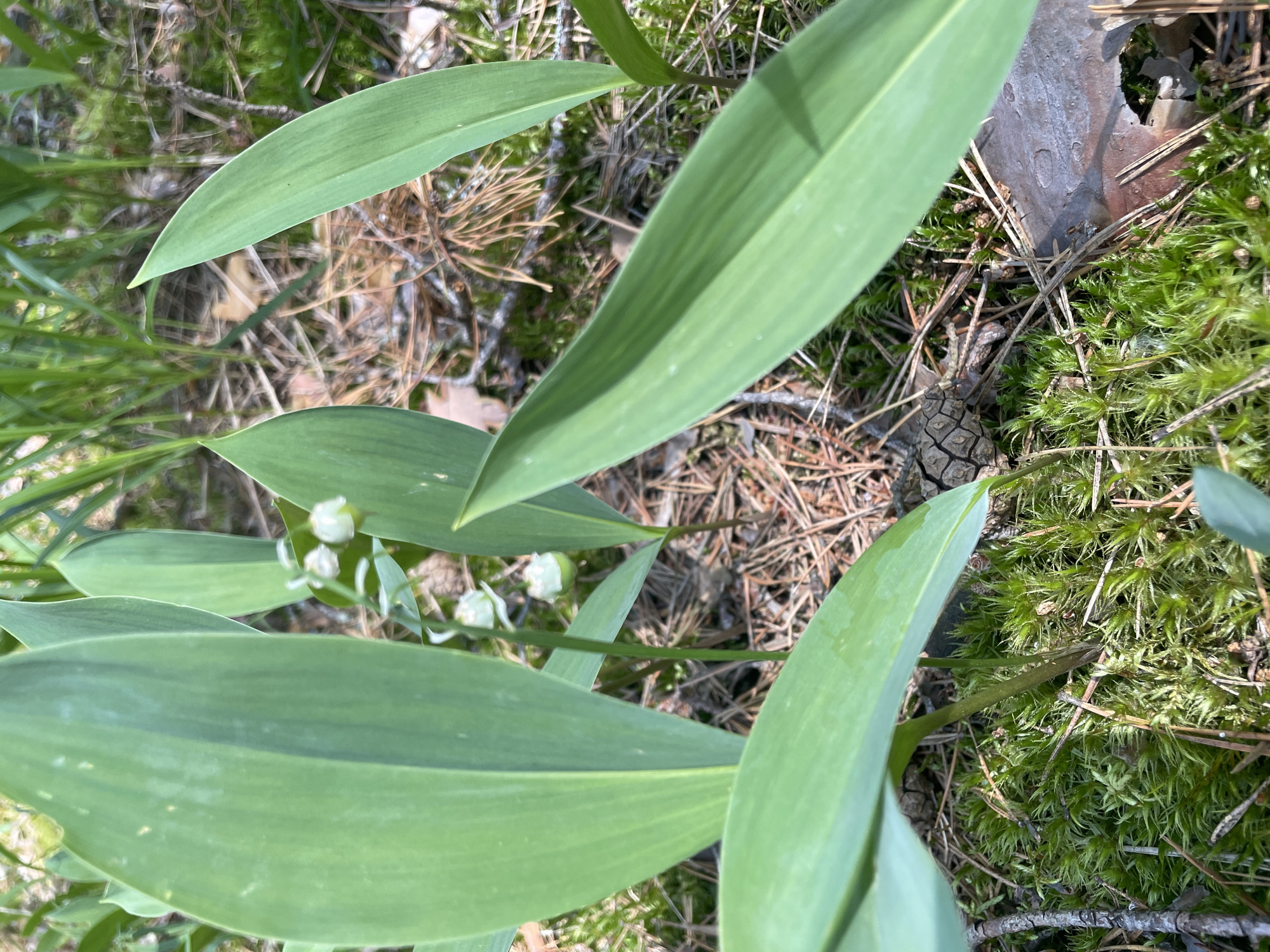 The image depicts a close-up view of lily of the valley plants growing in a forest floor setting. The foreground is dominated by large, green, lance-shaped leaves of the lily of the valley, some of which are in sharp focus while others are blurred. Delicate white, bell-shaped flowers are visible in clusters on thin stems, nestled amongst the leaves. The background shows a natural environment with green moss, pine needles, dry leaves, and a small pine cone scattered on the ground. The lighting suggests it is daytime, with sunlight filtering through to illuminate the scene. There are no people or man-made structures visible. The scene is likely in a natural woodland area. The prompt mentions a specific location in Priluki, Russia, but the image itself does not contain any visual cues to confirm this location.