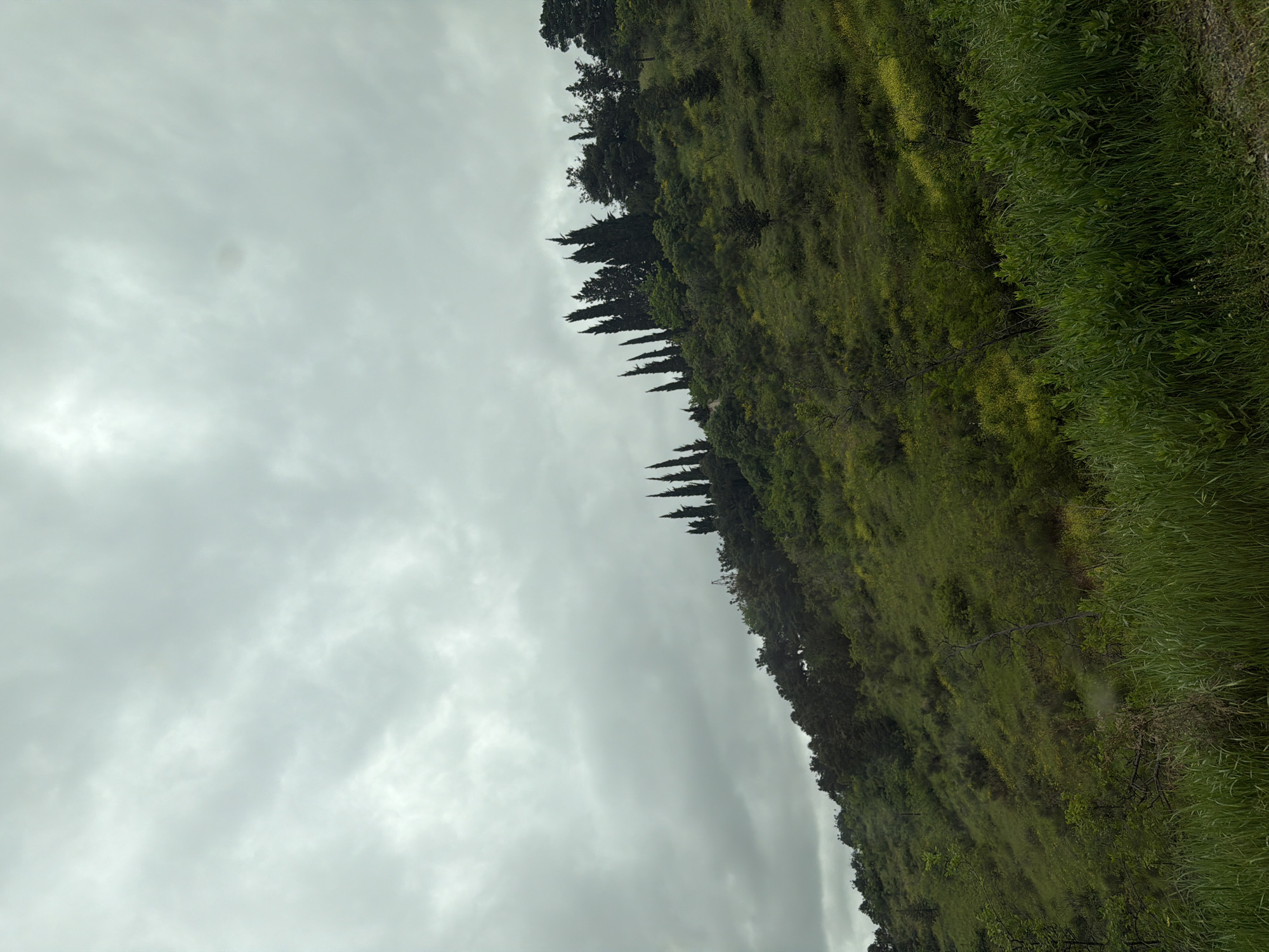 The image shows a hillside under an overcast sky. The hillside is covered in green vegetation, including grasses, shrubs, and trees. A line of tall, thin, evergreen trees runs along the crest of the hill. The sky is filled with gray clouds, suggesting an overcast or rainy day. The location is likely in the outskirts of Tbilisi, Georgia, given the presence of lush vegetation and hilly terrain.