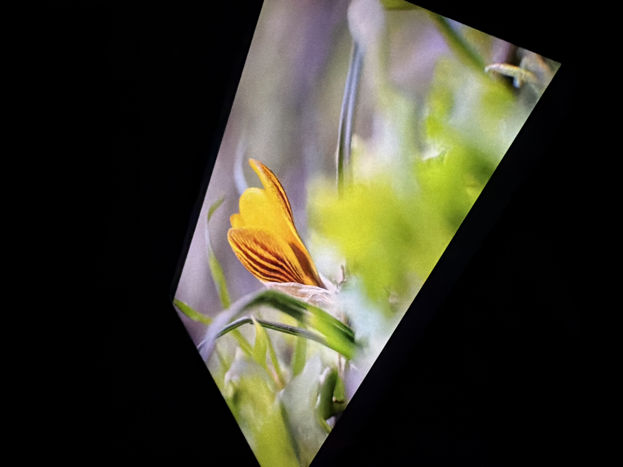 The image shows a close-up, low-angle shot of a single yellow crocus flower with orange-brown stripes on its petals. The flower is partially open, revealing its delicate structure. It is surrounded by vibrant green grass and foliage, with a soft, blurred background of purplish and green hues. The lighting appears to be natural, creating a slightly diffused and atmospheric effect. The image is presented on a dark, non-reflective surface, suggesting it might be displayed on a screen or a printed photograph. There are no people, animals, or man-made structures visible in the scene. The location of this image within Krasnodar, Russia, cannot be determined from the visual information provided.