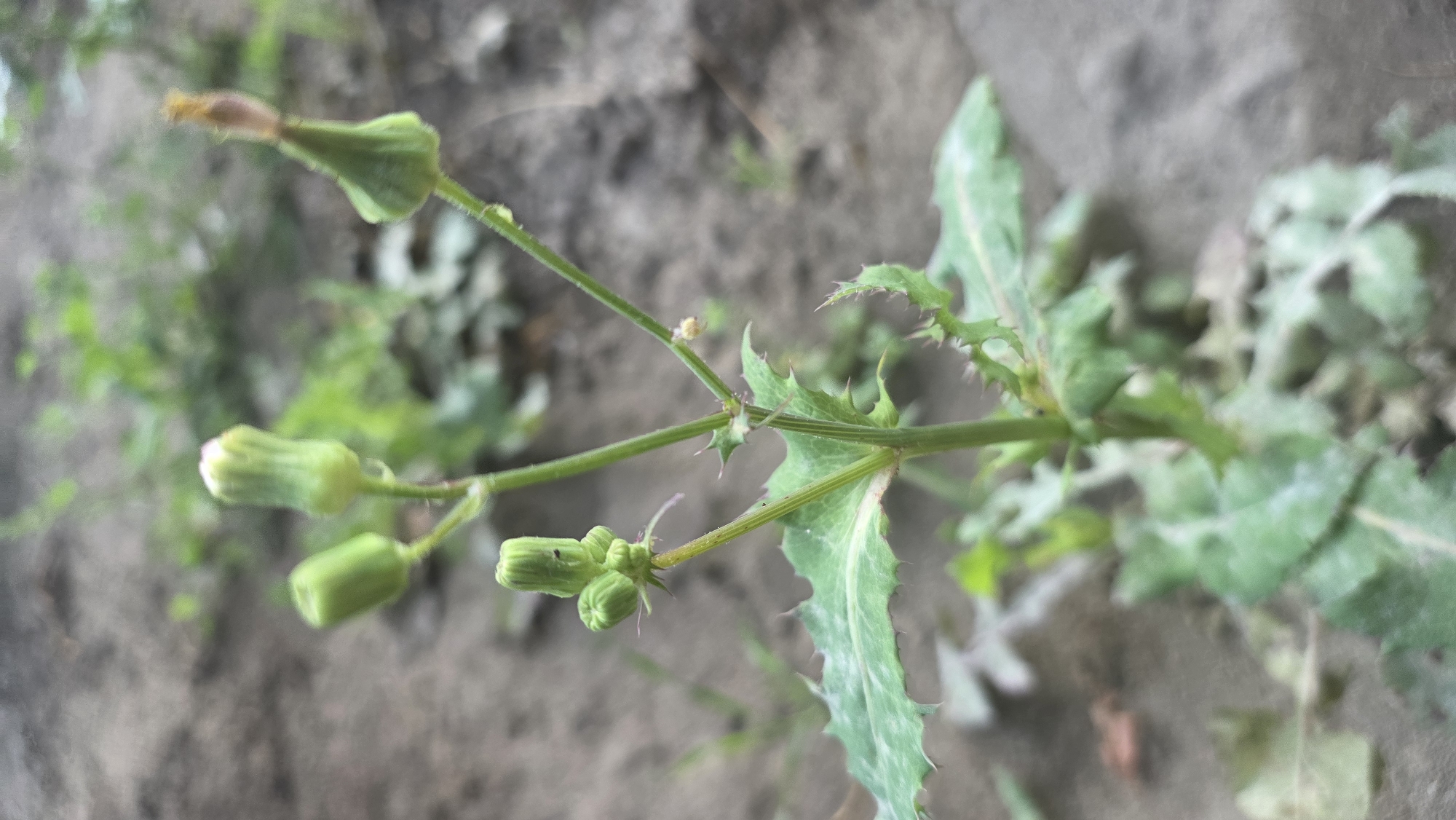 A close-up, vertical, outdoor shot captures a small, green plant with spiky leaves and several flower buds in various stages of development. The plant has a thin, green stem, with some buds tightly closed and others slightly open, showing a hint of white or pink. The background is a blurred, earthy surface, suggesting it is planted in soil. The lighting is natural and appears to be from an overcast day. The scene is devoid of any human presence or activity.