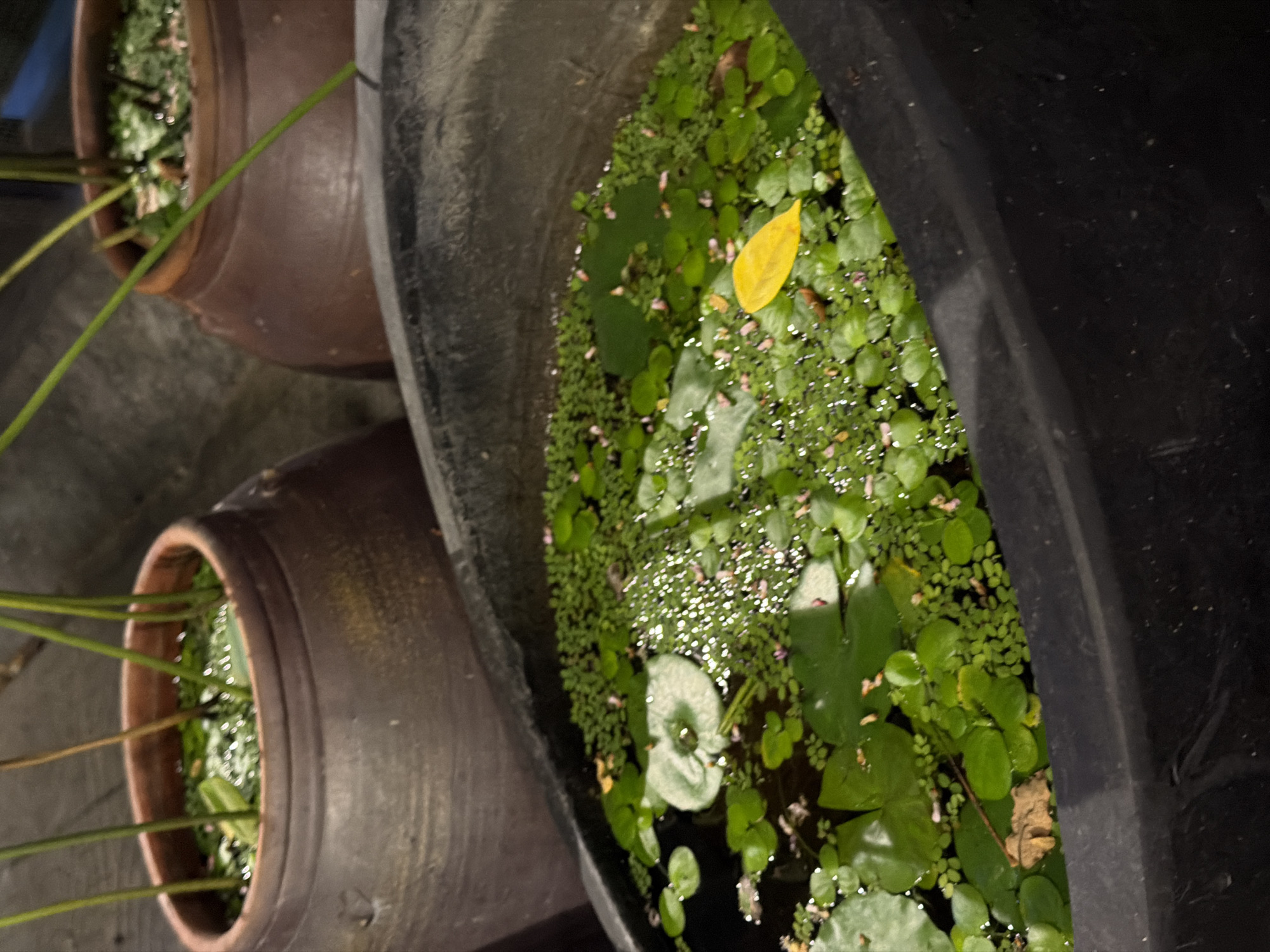 The image shows three pots containing aquatic plants. Two brown, terracotta pots are on the left and at the top, while a larger black pot is on the right. The plants appear to be a mix of lily pads and duckweed, with a single yellow leaf floating on the surface of the black pot. The exact location in Đà Nẵng, Vietnam, cannot be determined from the image alone. There are no people visible in the picture.