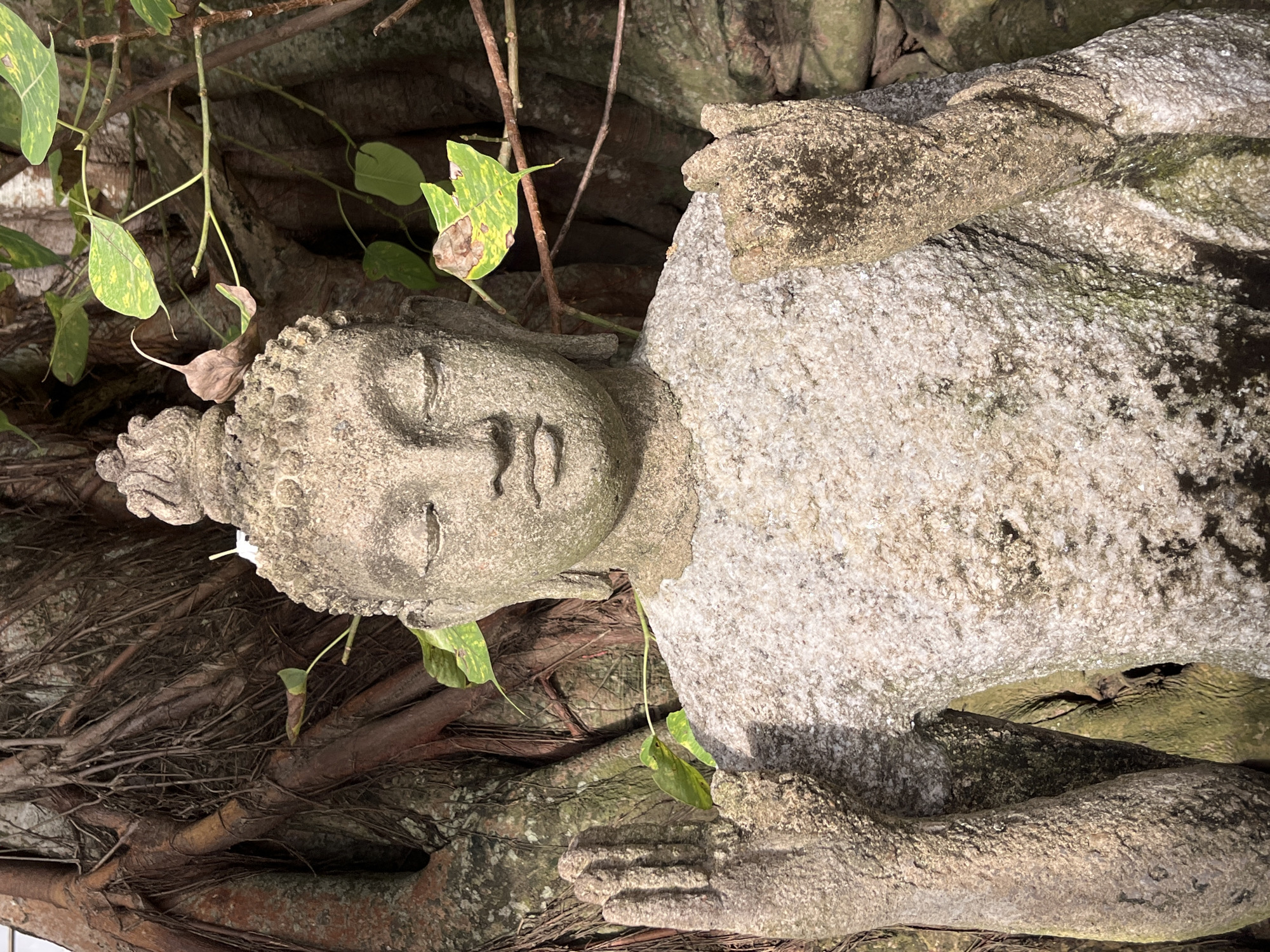 A close-up, eye-level, vertical shot shows a weathered stone statue of Buddha, positioned in front of a large, gnarled tree trunk with exposed roots. The statue depicts the Buddha with closed eyes, a serene expression, and hands raised in a gesture of blessing or protection, with palms facing outward. Green leaves, some with yellow splotches, are visible amongst the tree branches and around the statue. The stone appears aged and shows signs of erosion. The scene is bathed in natural light, creating soft shadows and highlighting the textures of the stone and tree. The background consists of the dark, textured bark and intertwined roots of the tree, suggesting an outdoor, natural setting. While the image does not explicitly identify the location as Colombo, Sri Lanka, such statues are commonly found in temples and natural settings across the country, consistent with the style of Buddha statues and the presence of banyan trees, which are prevalent in Sri Lanka.