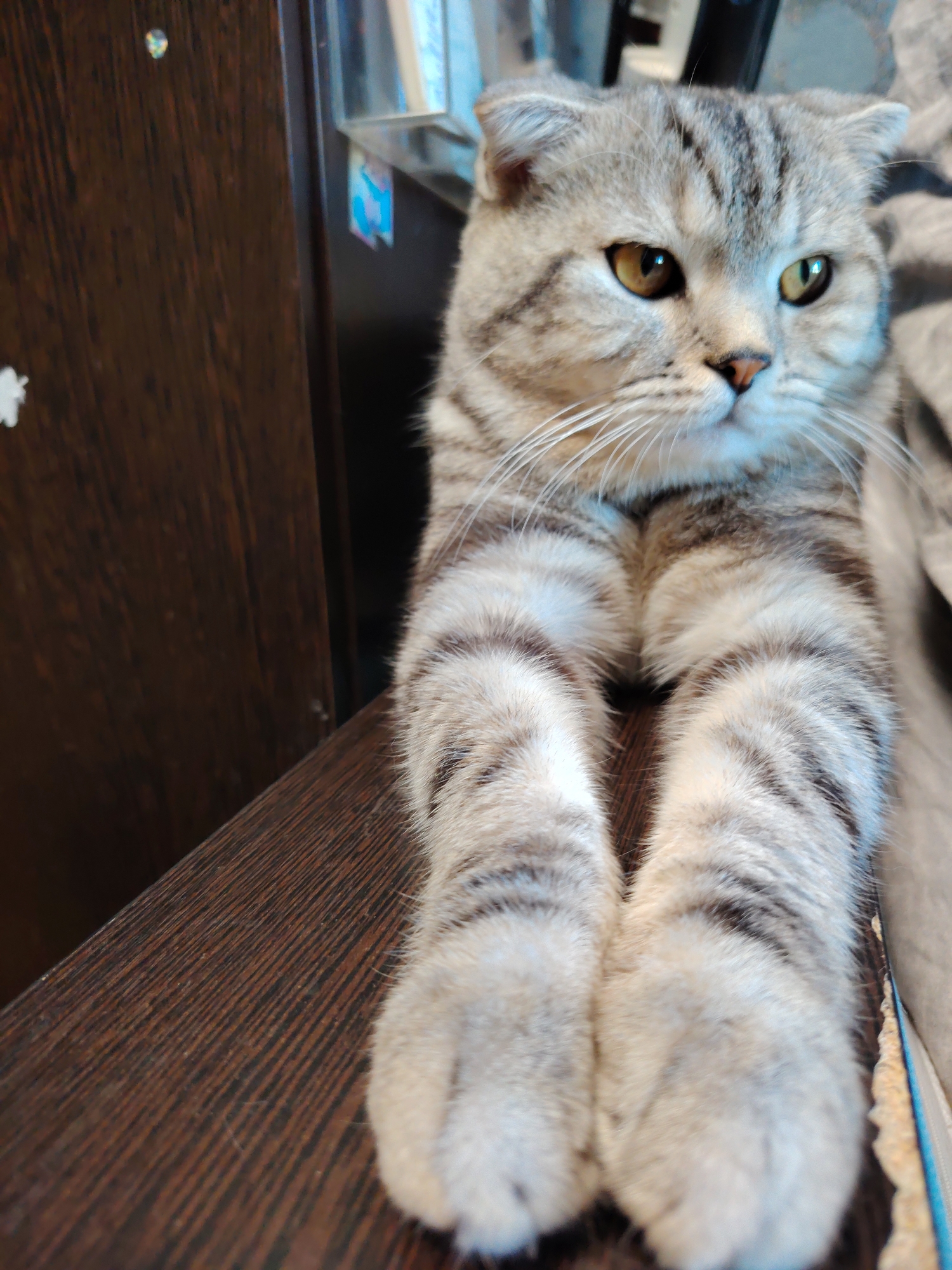 A grey tabby cat with yellow eyes sits on a dark wooden surface. The cat's front paws extend towards the viewer. The cat's head is facing forward. A dark wooden cabinet is to the left of the cat. A clear plastic surface with books or other objects is behind the cat. The setting appears to be indoors.