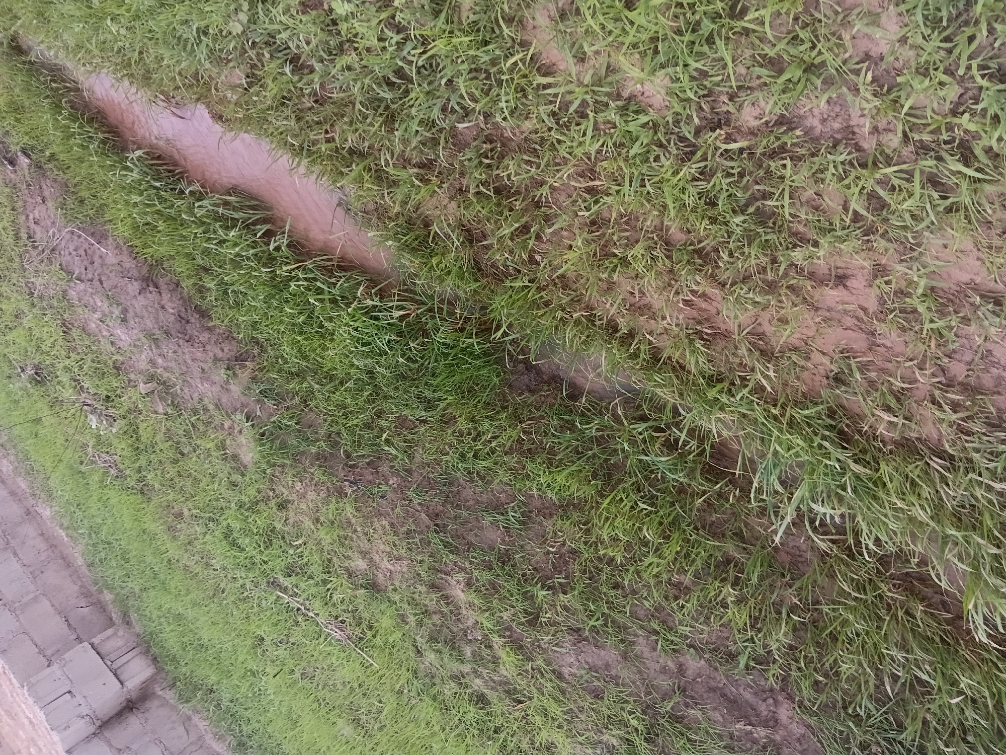 The image shows a muddy ditch filled with reddish-brown water, bordered by lush green grass. The ditch runs diagonally across the frame, from the upper right to the lower left. The surrounding area is covered in grass, with some patches of bare mud. In the background, on the left side of the image, there is a low wall constructed from grey concrete blocks. The scene appears to be an outdoor environment, likely in a semi-rural or undeveloped area. The angle of the photograph is from a high vantage point, looking down onto the ditch and surrounding vegetation. The lighting suggests it might be overcast or late in the day, as there are no harsh shadows.