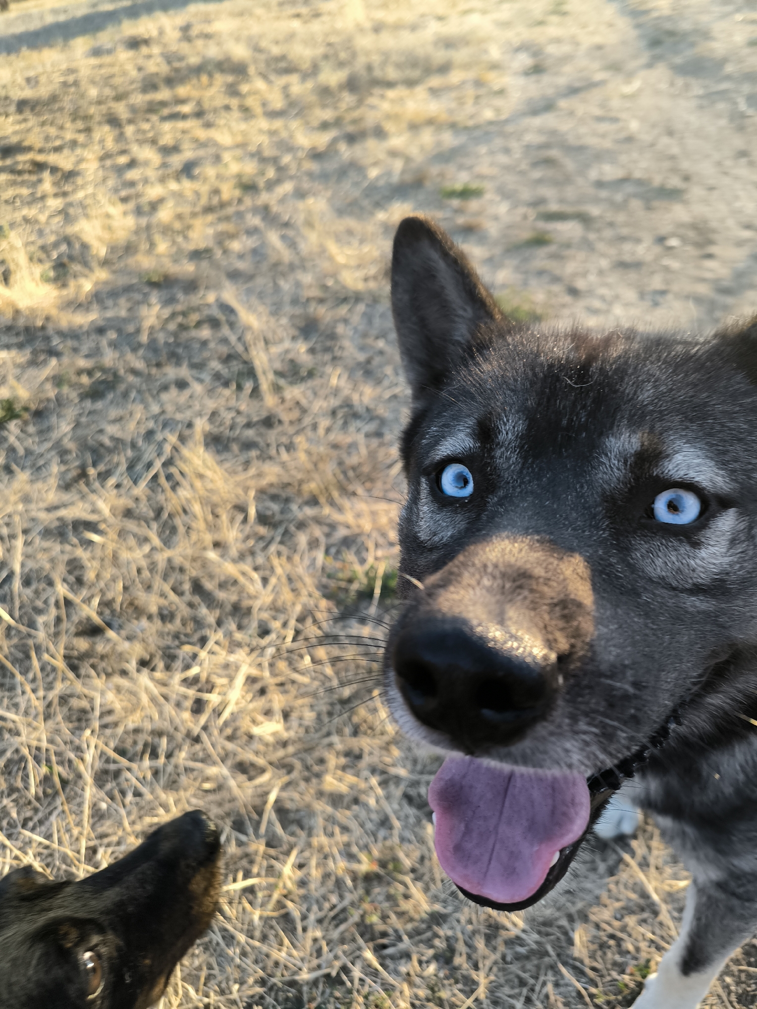 A close-up, low-angle outdoor shot captures a husky dog with striking blue eyes and its tongue lolling out, looking directly at the camera. The husky's fur is a mix of black, grey, and white. A portion of another, darker-colored dog's head is visible in the lower left corner of the frame. The dogs are in an area with dry, light-colored grass and dirt, suggesting an open, natural setting. The lighting indicates it might be early morning or late afternoon. There is no information available regarding the location in Mykolaiv, Ukraine.