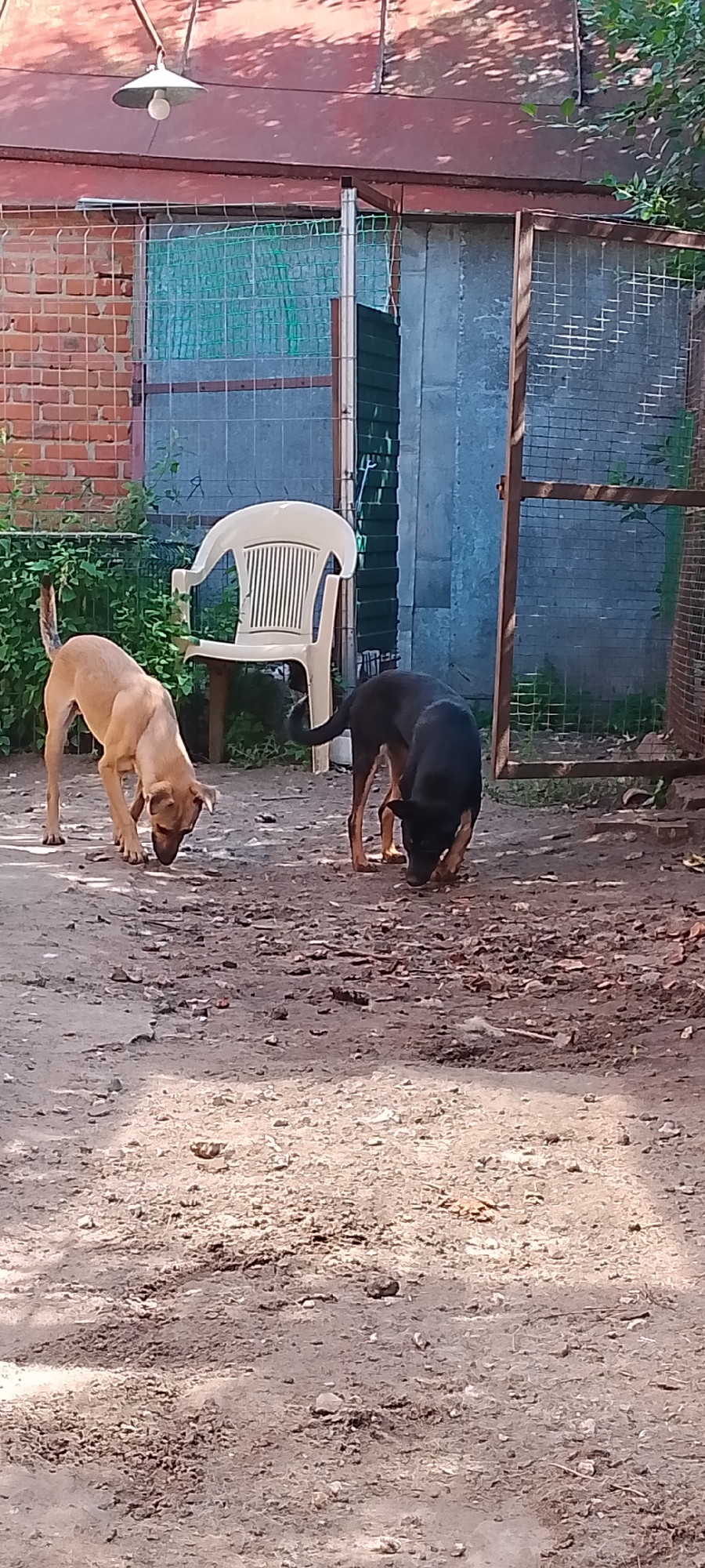 The image depicts an outdoor scene, likely a backyard or yard area. Two dogs are present, both with their heads lowered to the ground, appearing to be sniffing or foraging. One dog is a lighter tan color, and the other is black. Behind the dogs, a white plastic chair is visible, situated near a fenced area. The background consists of a brick wall, fencing, and some foliage. The ground is composed of dirt and gravel. There is a metal light fixture hanging from an overhead structure, casting shadows on the scene. The overall environment suggests a utilitarian or possibly neglected outdoor space within a residential or industrial setting. Based on the available information, this scene does not provide any specific details that would allow for its location within the city of Belgorod, Russia.