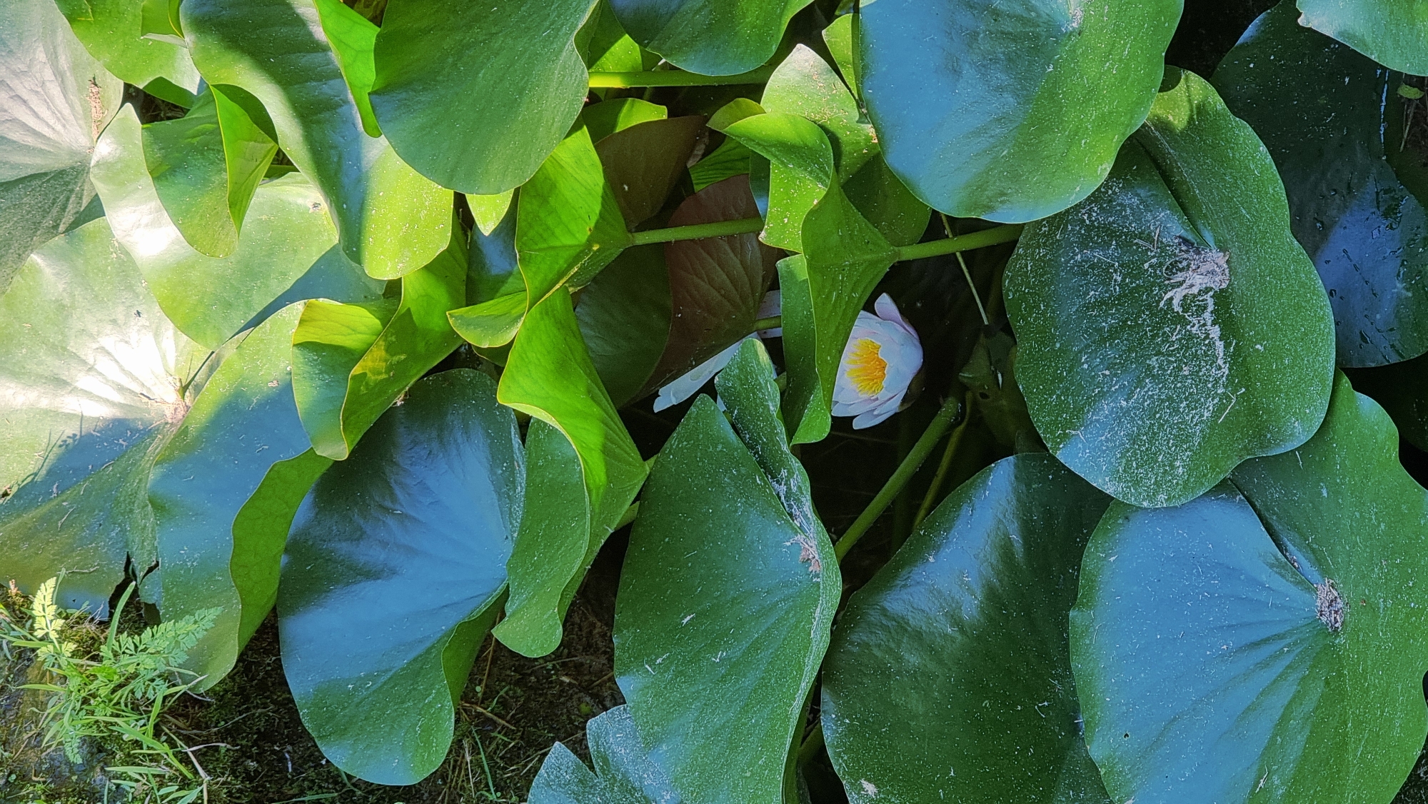 This is a close-up, high-angle shot of a water lily plant in a body of water in Sant Joan les Fonts, Spain. The image is dominated by large, lush green lily pads, some of which are partially submerged. Sunlight filters through the leaves, creating dappled light and shadow. In the center of the frame, nestled amongst the lily pads, is a single, partially bloomed white water lily with a vibrant yellow center. A few sprigs of green grass and moss are visible on the edge of the water in the upper left corner. The overall impression is one of natural beauty and tranquility.