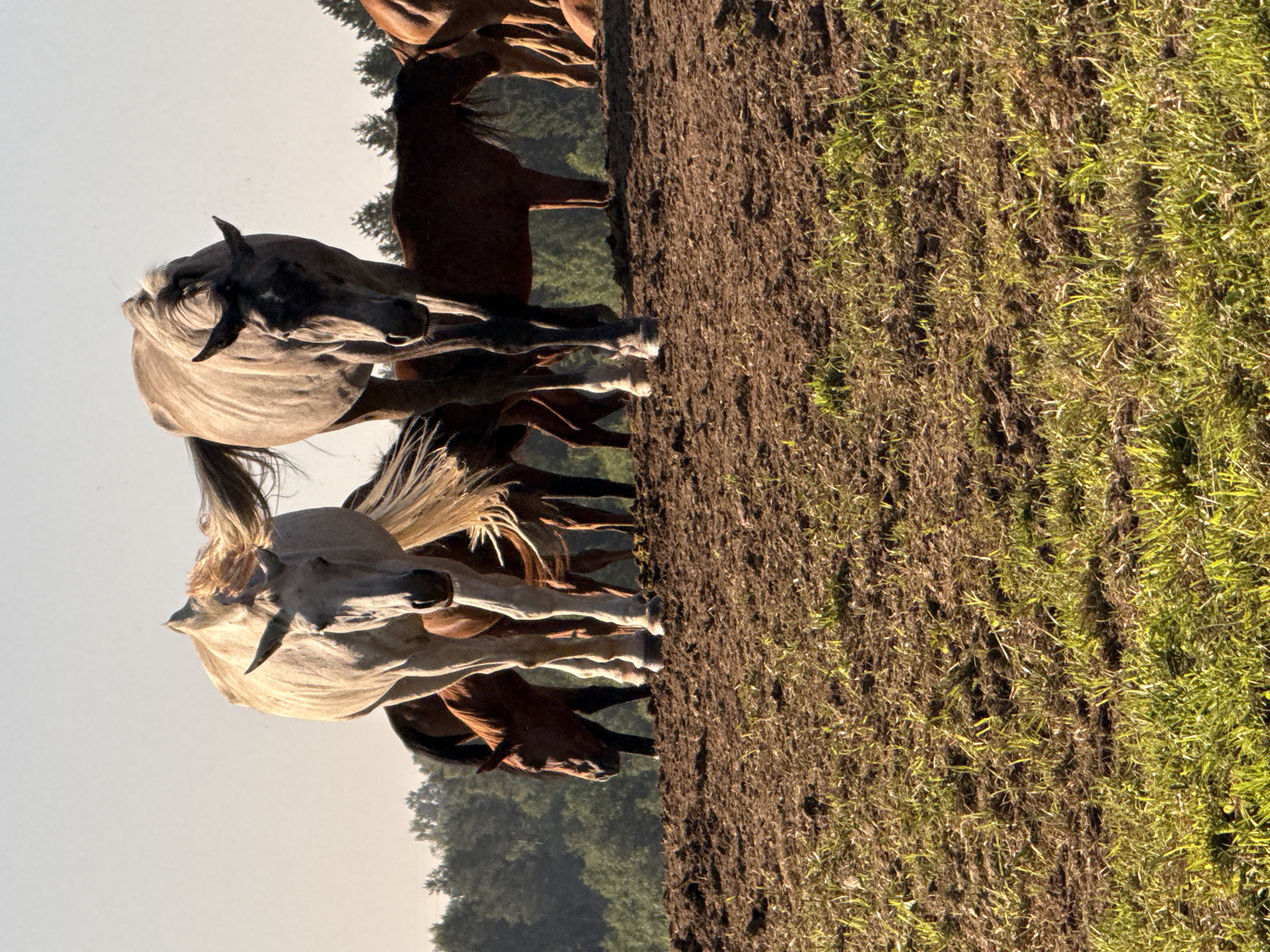 The image shows a herd of horses on a sunlit grassy knoll in Galinė, Lithuania. Two horses are in the foreground, one white and one gray, both facing forward. The white horse is to the left, and the gray horse is to the right. Behind them, other horses of various colors, including brown and black, are visible. The horses are standing on a mound of dry earth with patches of green grass. In the background, a dense forest of evergreen trees lines the horizon under a clear sky. The lighting suggests it is either early morning or late afternoon.