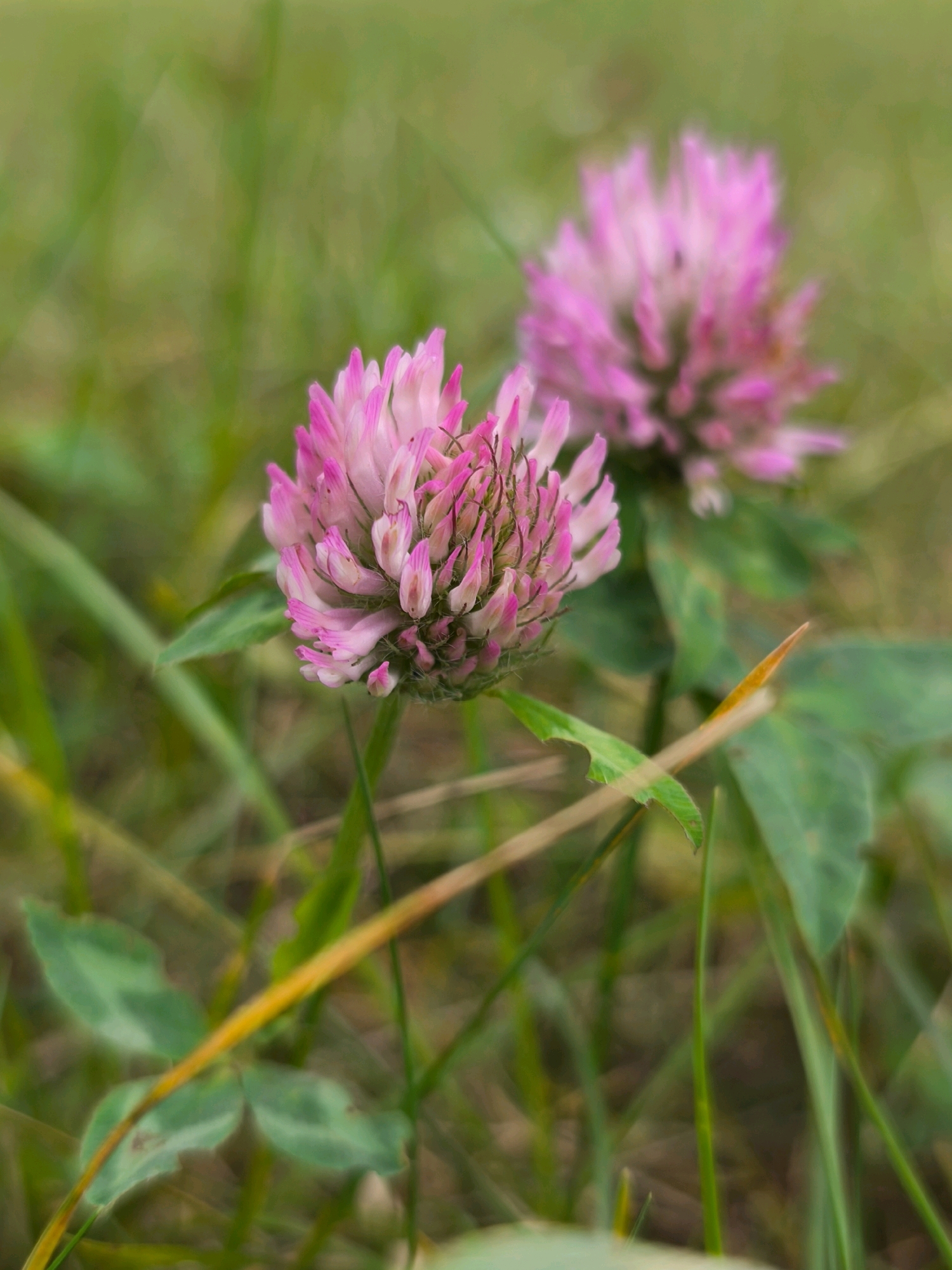 The image shows a close-up view of two pink clover flowers in a grassy area. The flower in the foreground is in sharp focus, revealing intricate details of its petals and structure. The second flower, located behind and slightly to the right of the first, is out of focus, creating a soft bokeh effect. The background consists of blurred green grass and some dry, yellowed grass blades, suggesting an outdoor, natural setting. There are no people or man-made objects visible in the frame. The overall impression is one of a peaceful, natural scene. The question about the location in Mahilyow, Belarus, cannot be answered from the image alone, as there are no identifying landmarks or contextual clues.