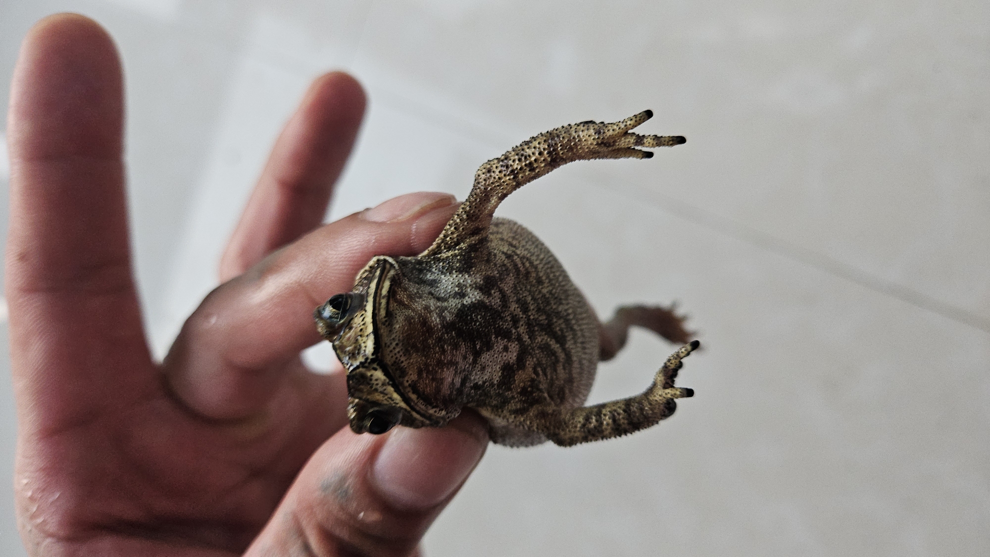 A close-up, eye-level shot captures a person's hand holding a frog or toad upside down against a blurry, plain light background. The person's fingers, appearing to have a darker skin tone, gently grip the animal. The amphibian, likely a toad due to its textured skin, is mottled brown and tan with darker, irregular stripes and spots across its body. Its head is towards the left, with both eyes clearly visible and appearing dark. Its front and back limbs are extended, showing webbed or splayed toes with dark tips. The texture of the toad's skin, covered in small bumps, is prominent, especially on its legs. The background offers no specific details other than being a light, possibly white or off-white, surface, suggesting an indoor or controlled setting. The image focuses on the interaction between the hand and the animal, with a shallow depth of field highlighting the toad. No text is visible in the frame. The location context provided is Cam Đức, Vietnam.