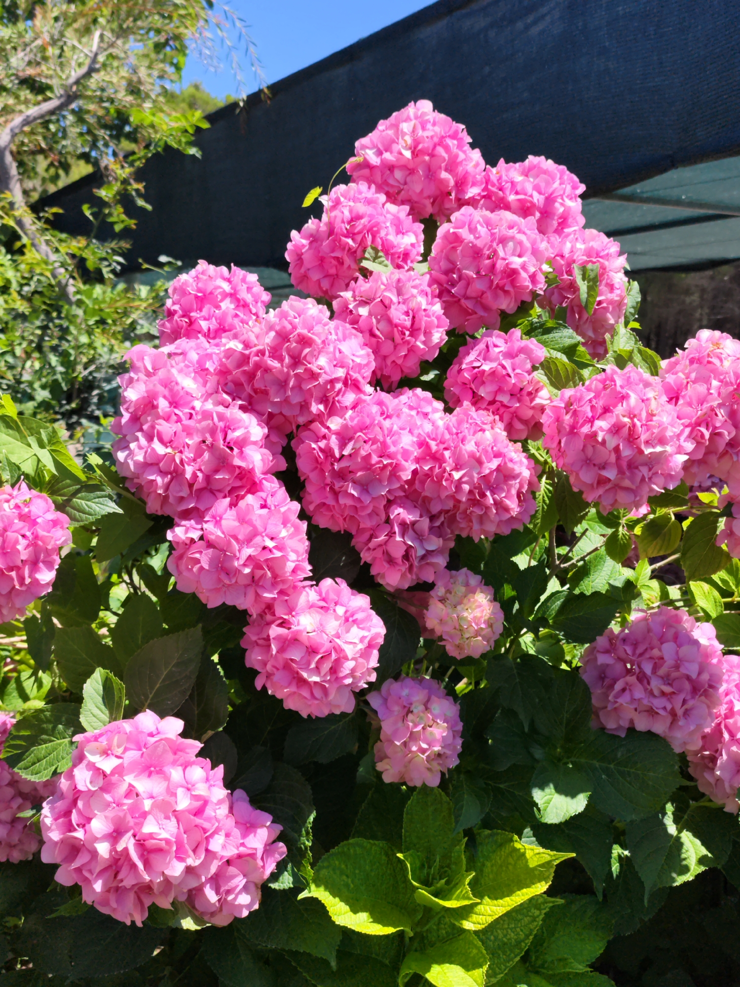 A cluster of vibrant pink hydrangeas dominates the foreground of the image, with their large, full blooms taking center stage. The flowers are densely packed, creating a lush and abundant visual. Lush green foliage forms the backdrop, interspersed with some lighter green leaves that catch the sunlight. In the upper right portion of the image, a dark, textured material, possibly a shade cloth or canopy, is visible, stretched taut against a clear blue sky. To the left, the branches of a tree with green leaves are partially visible, adding another layer of natural elements to the scene. The overall impression is that of a well-maintained garden or outdoor space, bathed in bright sunlight. The image appears to have been taken in the town of Donji Štoj, Montenegro, a location known for its coastal beauty and vegetation.