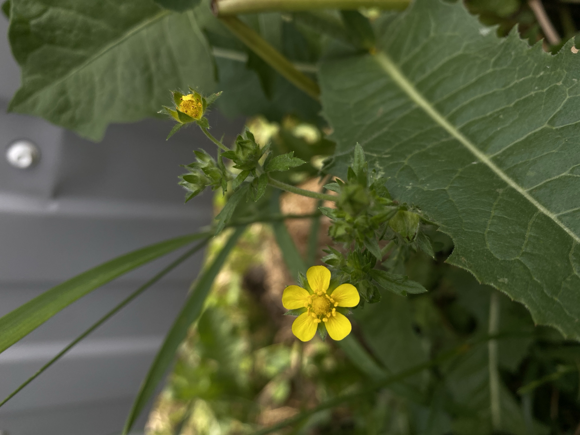 A close-up, eye-level shot captures a bright yellow buttercup in bloom, positioned to the left of the frame. The flower, with its five distinct petals and a detailed center, is surrounded by lush green foliage. To its right, a smaller yellow bud rests atop a cluster of unopened buds. In the background, out of focus, a light gray, corrugated surface is visible, possibly a fence or wall, and further beyond, soft green foliage and a blurred background suggest an outdoor environment. The lighting appears to be natural daylight, casting a gentle illumination on the scene.