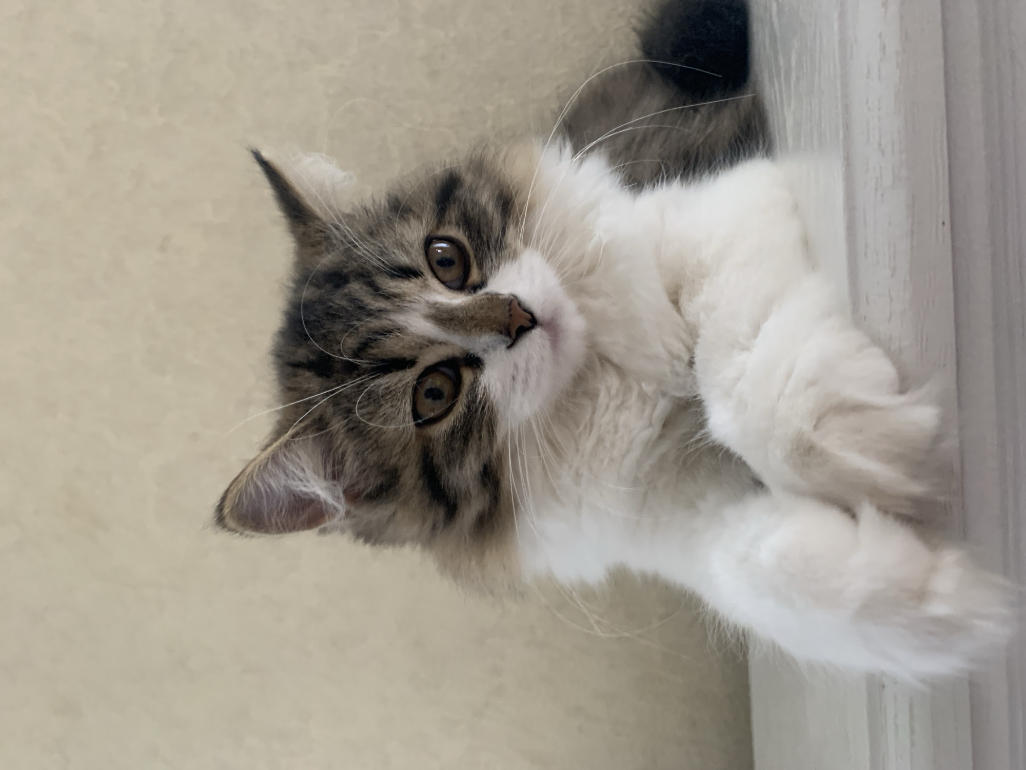 A medium close-up, rotated portrait-oriented shot depicts a feline, facing and looking up into the camera. The cat is predominantly white with gray and brown tabby markings around its head and ears. Its eyes are brown, and it has long whiskers. The background consists of a light beige-toned wall on the left and a white vertical surface, possibly a door frame or panel, on the right. The location is unknown, and any reference to Chaikovsky, Russia, is unsubstantiated.