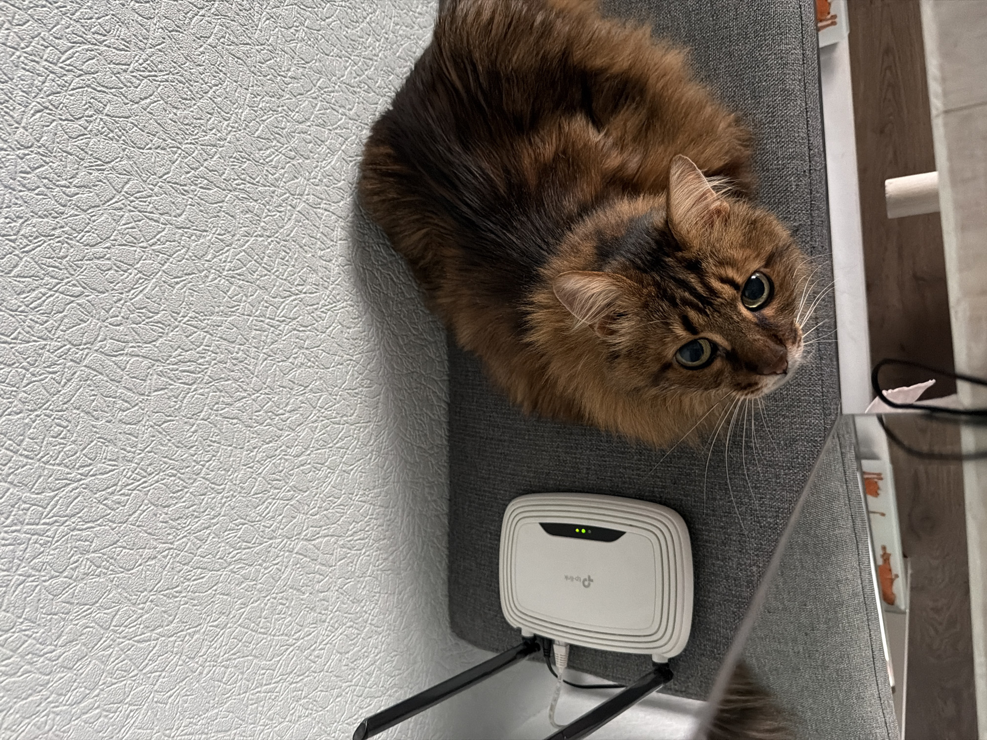 In a dimly lit room, a brown cat with green eyes lies on a grey cushioned surface next to a white TP-Link router. The router has two antennas and green indicator lights. The wall behind the cat and router has a textured, light-colored finish. The scene appears to be an indoor domestic setting. No specific location in Kyiv, Ukraine can be determined from the image.