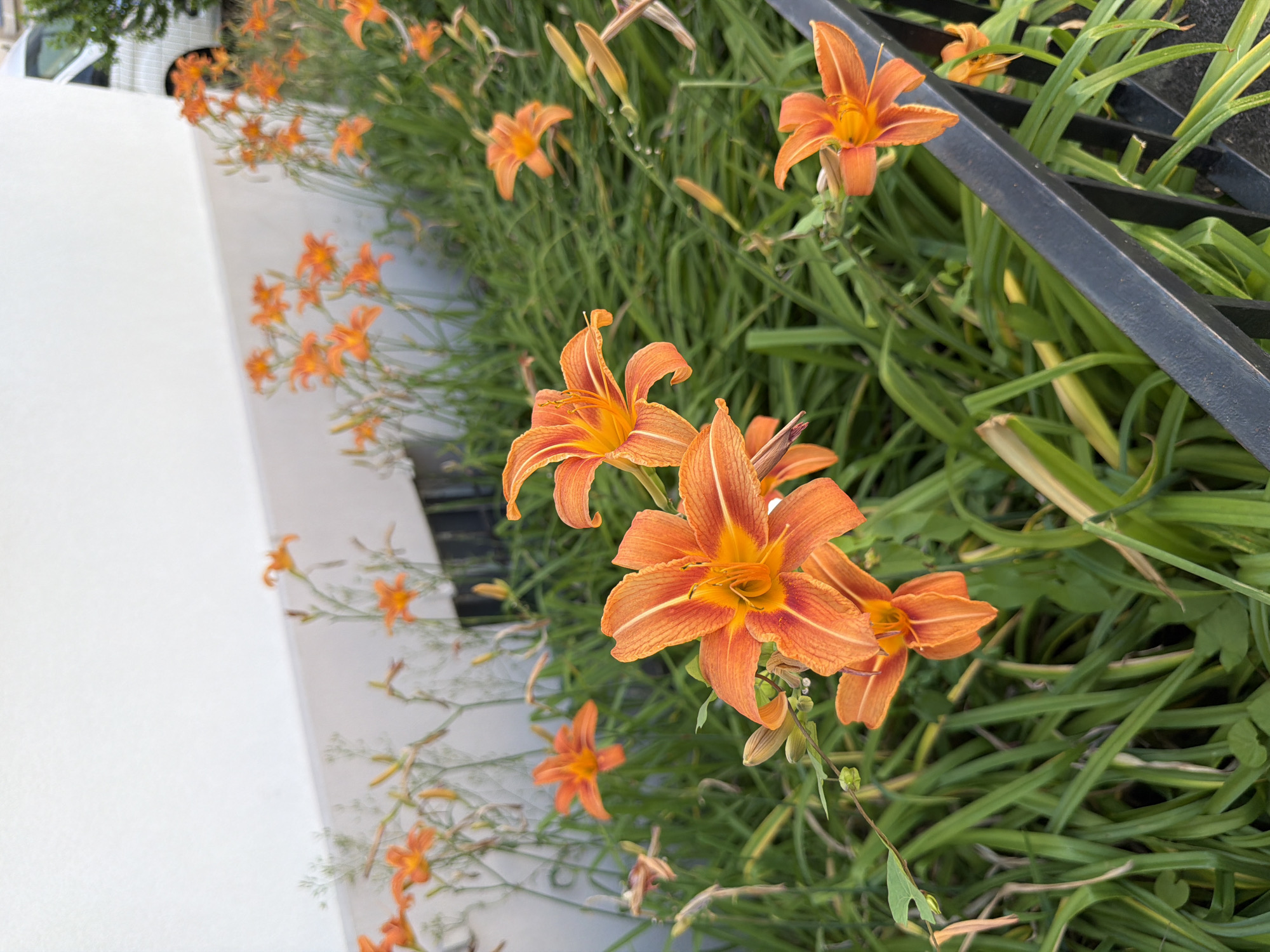A close-up, low-angle, outdoor shot features a patch of vibrant orange daylilies in full bloom. The flowers are the primary subject, with their delicate petals and prominent stamens clearly visible. They are set against a backdrop of lush green foliage. In the upper left, a portion of a white building is visible, casting a shadow. To the right and slightly in the background, the side of a white vehicle is partially obscured by greenery. A black metal railing runs along the bottom right of the frame, separating the garden from the foreground. The image appears to have been taken on a bright day, with natural light illuminating the scene. The overall impression is one of a well-maintained garden area, possibly in a residential or public space within the city of Strasbourg, France.