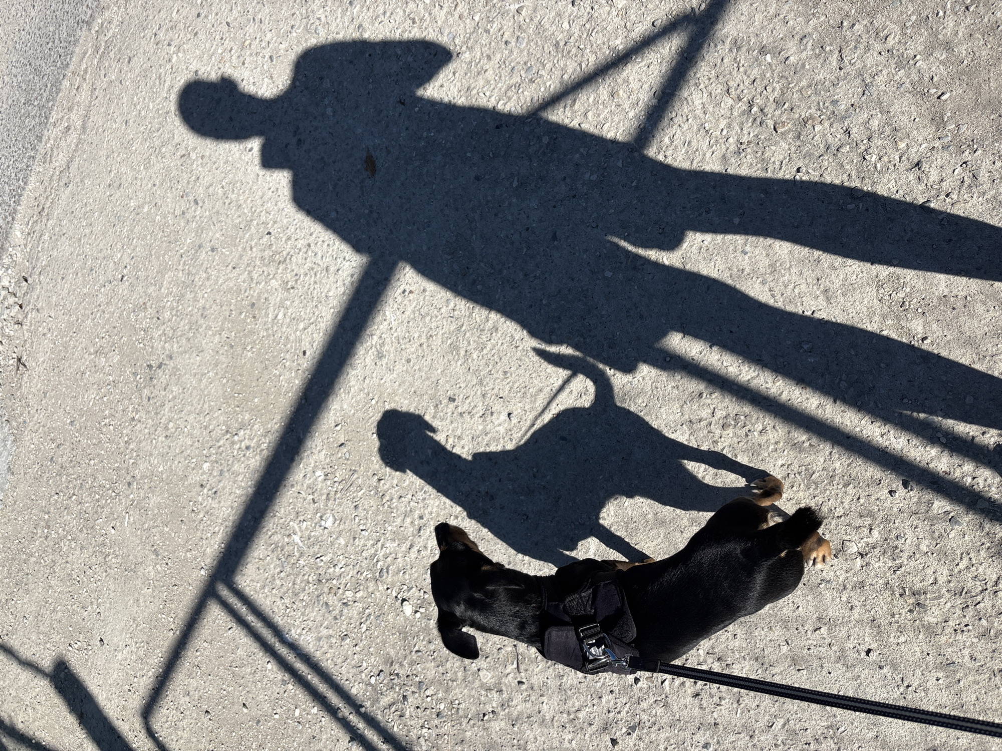 The image depicts a small black and tan dog on a leash, standing on a textured concrete surface, possibly a sidewalk or path. The dog is wearing a black harness. Its shadow is cast beside it, along with the elongated shadow of a person holding the leash. The person's shadow indicates they are standing, and their head and torso are visible. In the background, a partial shadow of a structure, appearing to be a railing or fence, stretches across the ground. The scene is illuminated by bright sunlight, creating strong shadows and casting a warm light on the concrete. The setting appears to be outdoors, with no specific urban landmarks from Varna, Bulgaria, identifiable.