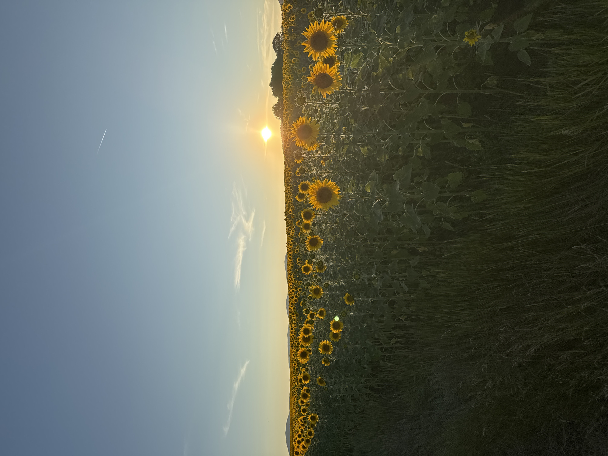A vast field of sunflowers is illuminated by the setting sun, casting a warm glow over the scene. The sunflowers, with their bright yellow petals and dark centers, stretch as far as the eye can see, forming a vibrant tapestry against the dusky sky. The sun, a brilliant orb of light, is positioned just above the horizon, painting the sky in hues of orange, pink, and gold. Wispy clouds drift lazily across the sky, adding a touch of texture to the celestial canvas. In the distance, rolling hills and silhouetted trees form a picturesque backdrop. The foreground is dominated by tall, lush grass, which appears to be a pathway or an uncultivated section of the field. The overall atmosphere is one of tranquility and natural beauty, a serene moment captured at dusk in the countryside.