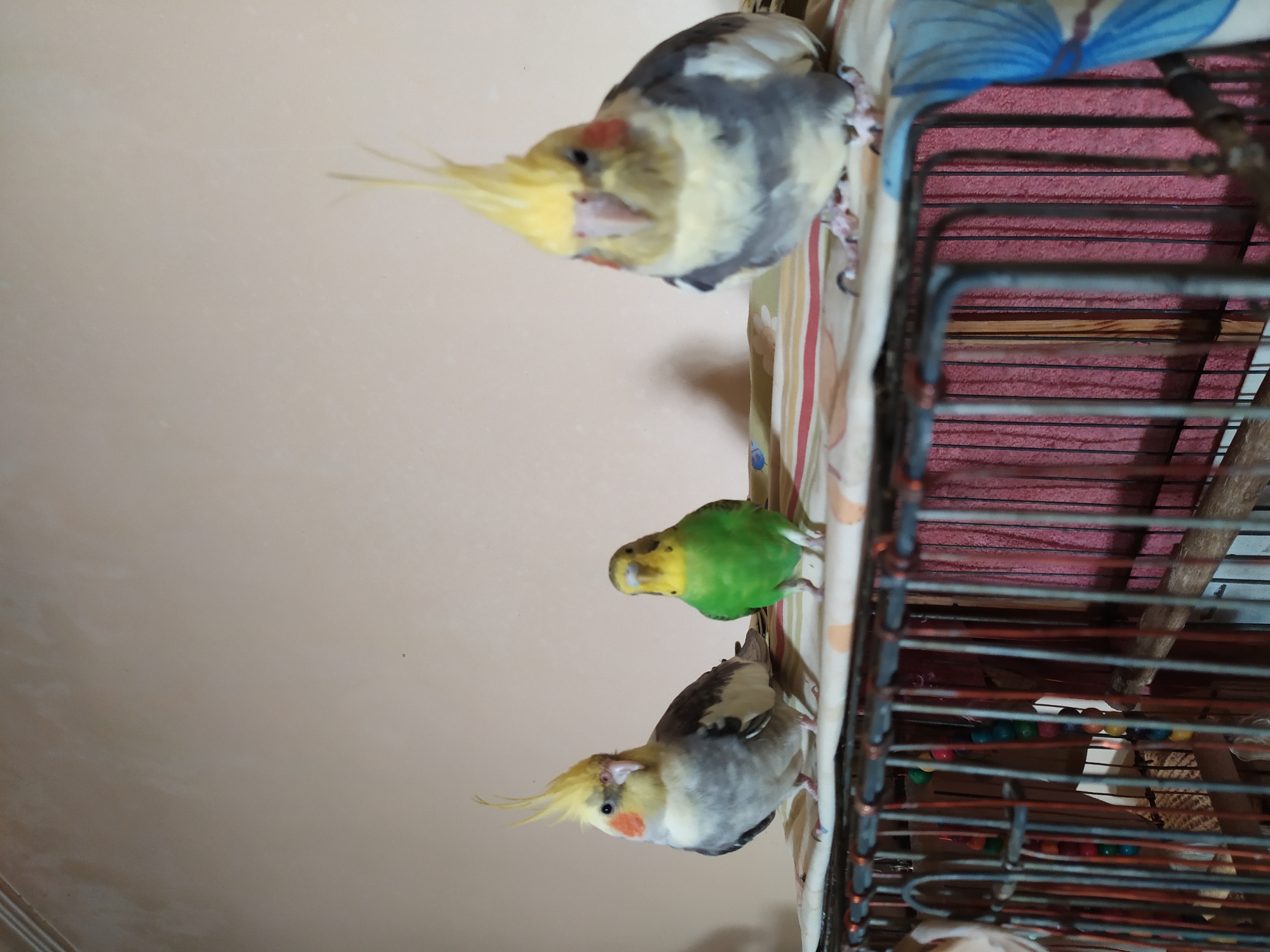 The image shows three birds perched on top of a birdcage. On the left is a cockatiel with a gray body, yellow crest, and orange cheek patches. Next to it is a small, bright green budgerigar. To the right of the budgerigar is another cockatiel, similar in appearance to the first, but with a slightly more forward-facing posture. The birds are positioned on a patterned cloth covering the top of the cage. The background is a plain, light-colored wall. The image does not provide any information to locate it in Bilajari, Azerbaijan.