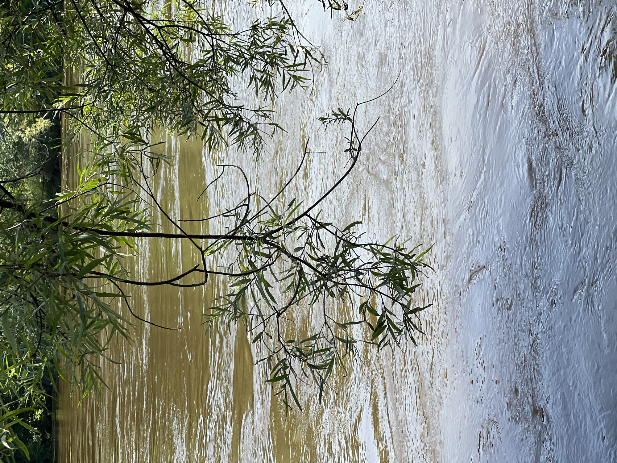 An overhanging tree branch with green leaves extends into the frame from the top, partially obscuring a muddy brown river. The river's surface is textured with ripples and streaks of light, suggesting movement. The far bank of the river is lined with lush green trees. The scene is captured from a low angle, looking across the water. The specific location in Khor, Russia, is not discernible from the visual elements alone.