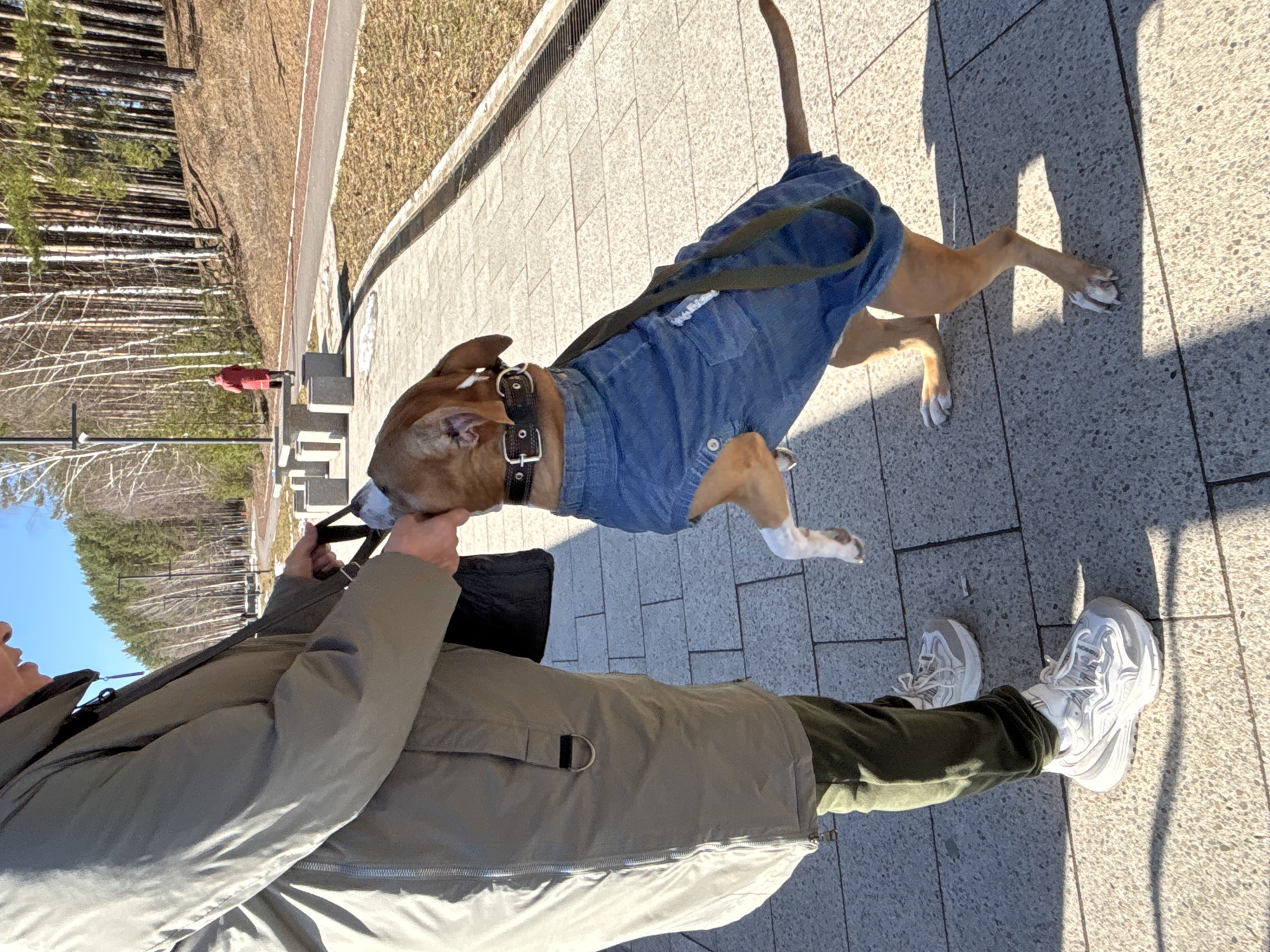 Here is a detailed description of the image:
The image shows a person walking a dog on a paved pathway. The location is Chaikovsky, Russia, based on geographical clues.
**People:**
- A person is visible from the torso down. They are wearing a khaki-colored coat, olive green pants, and white sneakers. The person holds a black leash connected to the dog.
**Subjects:**
- A medium-sized brown dog is wearing a denim jacket with a harness.
**Objects:**
- Black dog leash
- Denim dog jacket with harness
- Khaki coat
- Olive green pants
- White sneakers
- Paved pathway
- Black bag
- Trees
**Actions:**
- The person is walking the dog. The dog appears to be in motion.
**Interactions:**
- The person is holding the leash, guiding the dog.
- The dog is walking/jumping.
**Environment:**
- The setting is outdoors on a sunny day. There is a paved pathway bordered by grass and trees in the background. The environment appears to be a park or green space within the city.