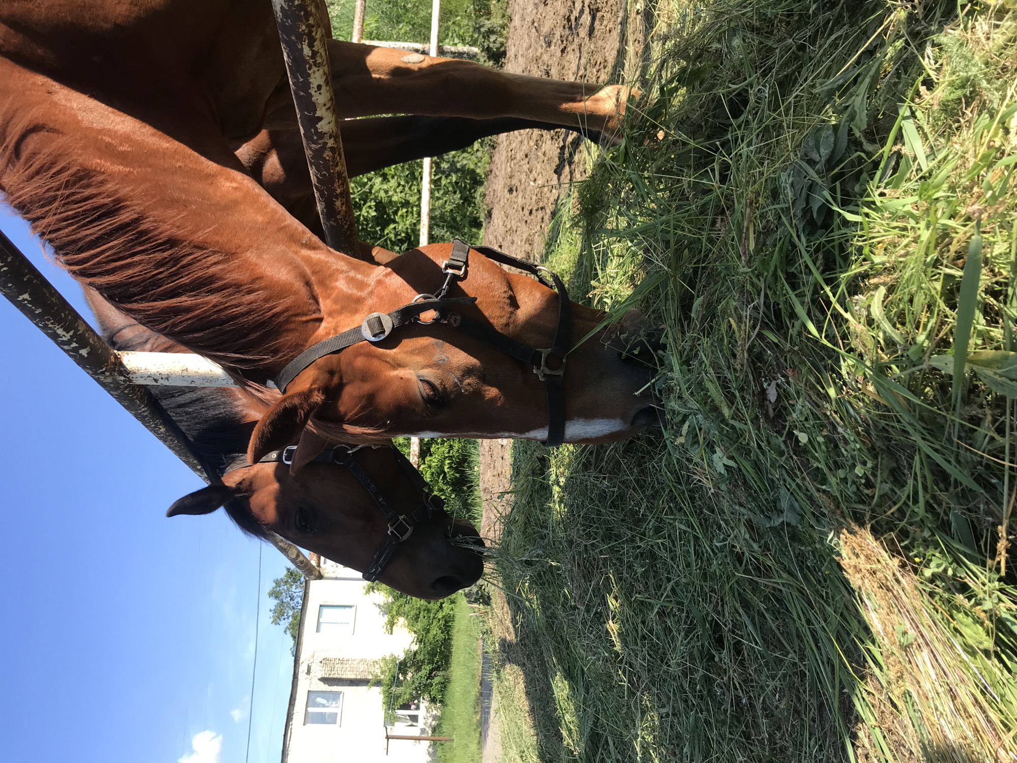 The image displays two bay-colored horses consuming a pile of freshly cut green grass in an outdoor setting in Unknown, Unknown. The horse on the right is prominent in the foreground, with its head directed downwards into the grass, wearing a black halter and exhibiting a white blaze on its face. Its right foreleg is partially visible. A second horse is positioned to the left and slightly behind the first, also with its head submerged in the grass and wearing a black halter.
The horses are situated in front of a weathered two-bar metal fence, painted white with extensive rust and chipped paint. Beyond the fence, a patch of bare dirt or mud is visible. In the background, a light-colored, multi-windowed two-story building stands amidst green foliage and trees. The sky is predominantly clear blue with minimal cloud cover. The scene is illuminated by strong sunlight, casting distinct shadows.