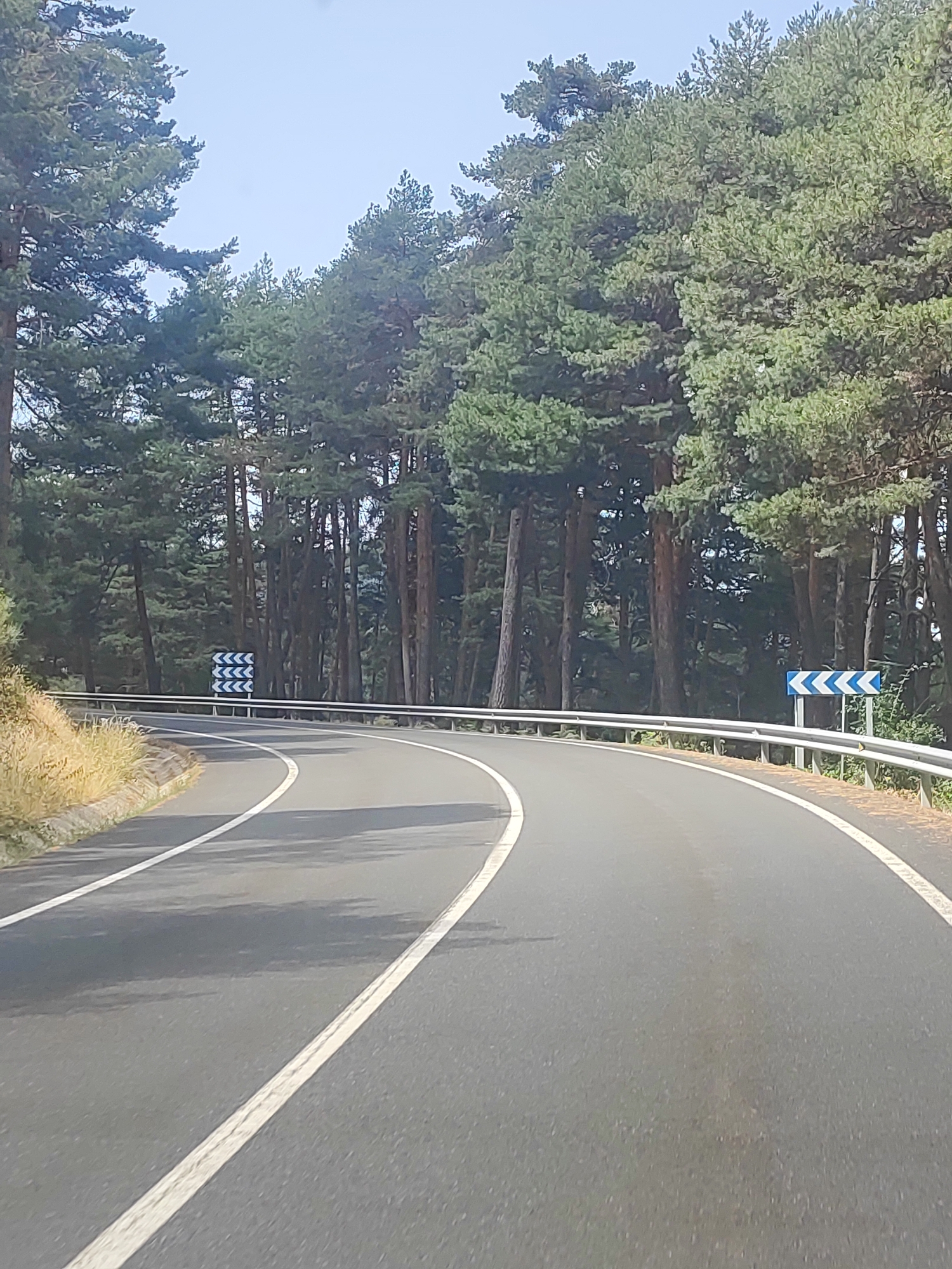 The image shows a winding asphalt road through a forest in Real Sitio de San Ildefonso, Spain. The road has white lane markings and a metal guardrail along its edge. On the left side of the road, there is dry grass and a concrete curb. On the right side, a blue and white chevron sign indicates a curve to the left. In the background, tall pine trees line the road. The sky is clear and pale blue. There are no people or vehicles visible in the image.