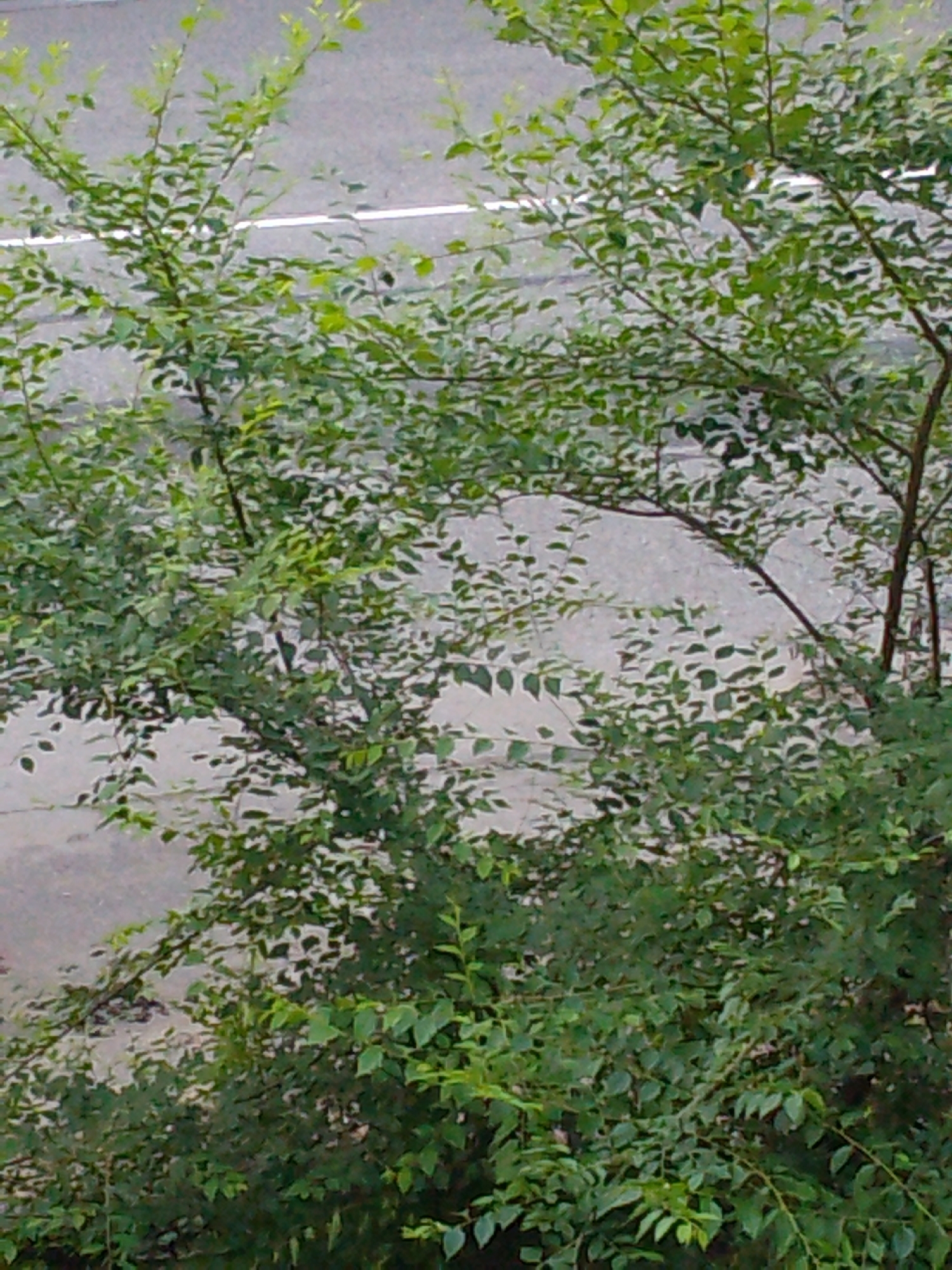 The image shows a close-up view of dense green foliage, primarily leaves and branches of a tree. In the background, a gray, asphalt-like surface is visible, with a thin white line running horizontally across it, suggestive of a road marking. The lighting suggests it is daytime, with soft, diffused light. The overall scene is outdoors, likely in a natural or semi-urban setting. No people, animals, or specific man-made structures are clearly identifiable besides the road marking.