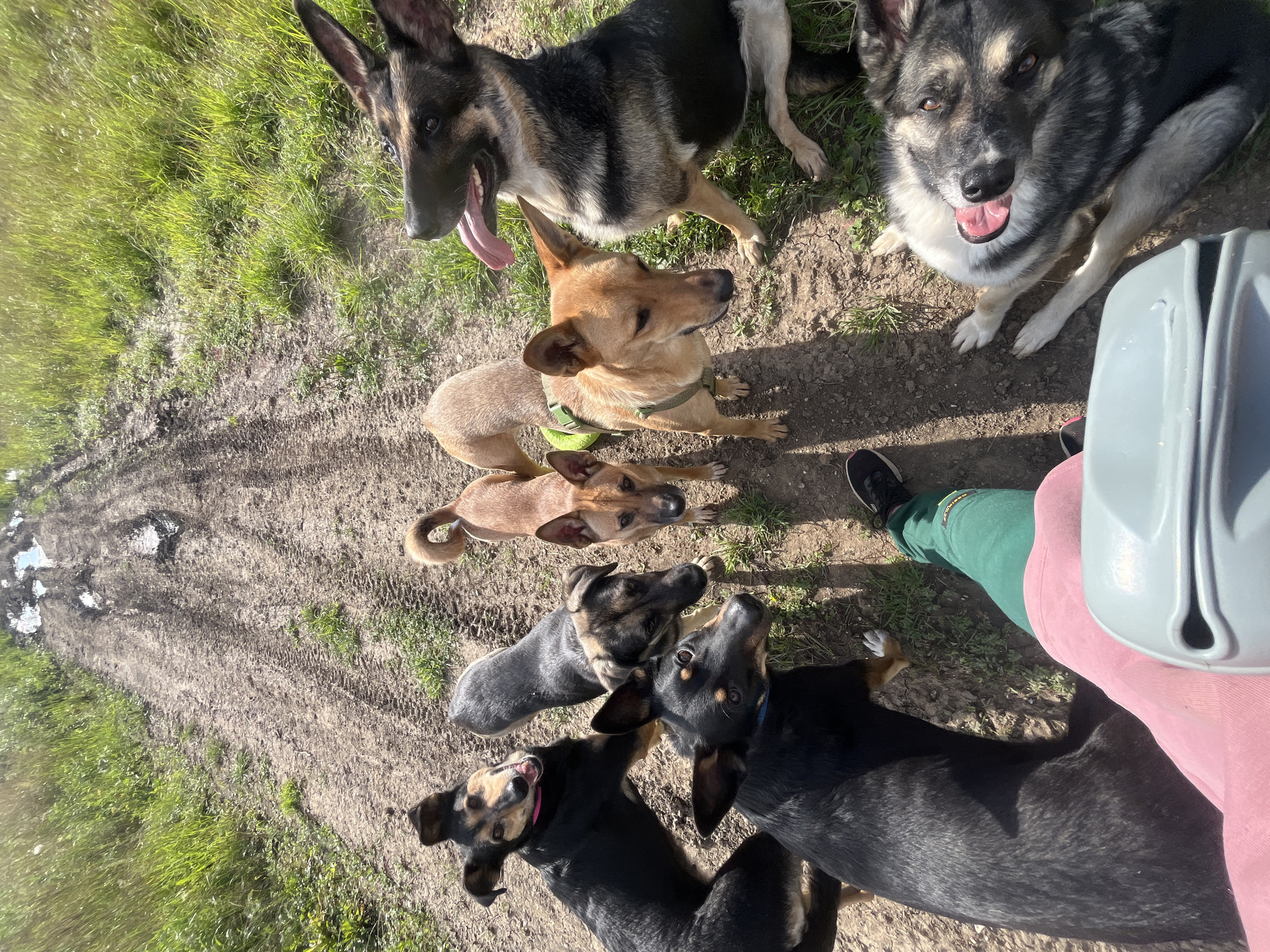 The image depicts a group of seven dogs gathered on a dirt path in a grassy, outdoor environment. The path is wet and muddy in places, with visible tire tracks. Some of the dogs are looking directly at the camera. The foreground shows a person's legs wearing green pants and black shoes, with a pink garment and a light gray object on their lap. The overall scene suggests a casual outdoor outing with multiple dogs. There is no specific information to indicate the location is in Nizhny Tagil, Russia.