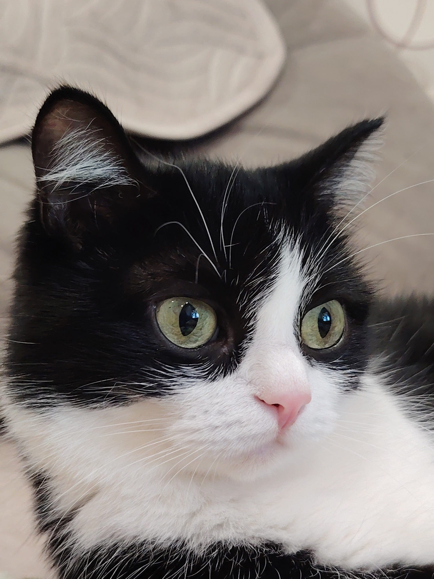 The image is a close-up, eye-level shot of a black and white cat's face. The cat has green eyes, a pink nose, and white whiskers. Its fur is predominantly black on its head and ears, with white markings on its face and chest. The background is blurred and appears to be a light-colored fabric, possibly a blanket or upholstery. The lighting is soft and natural. There is no identifiable location in the city of Novosibirsk, Russia, or any context provided for the image.
