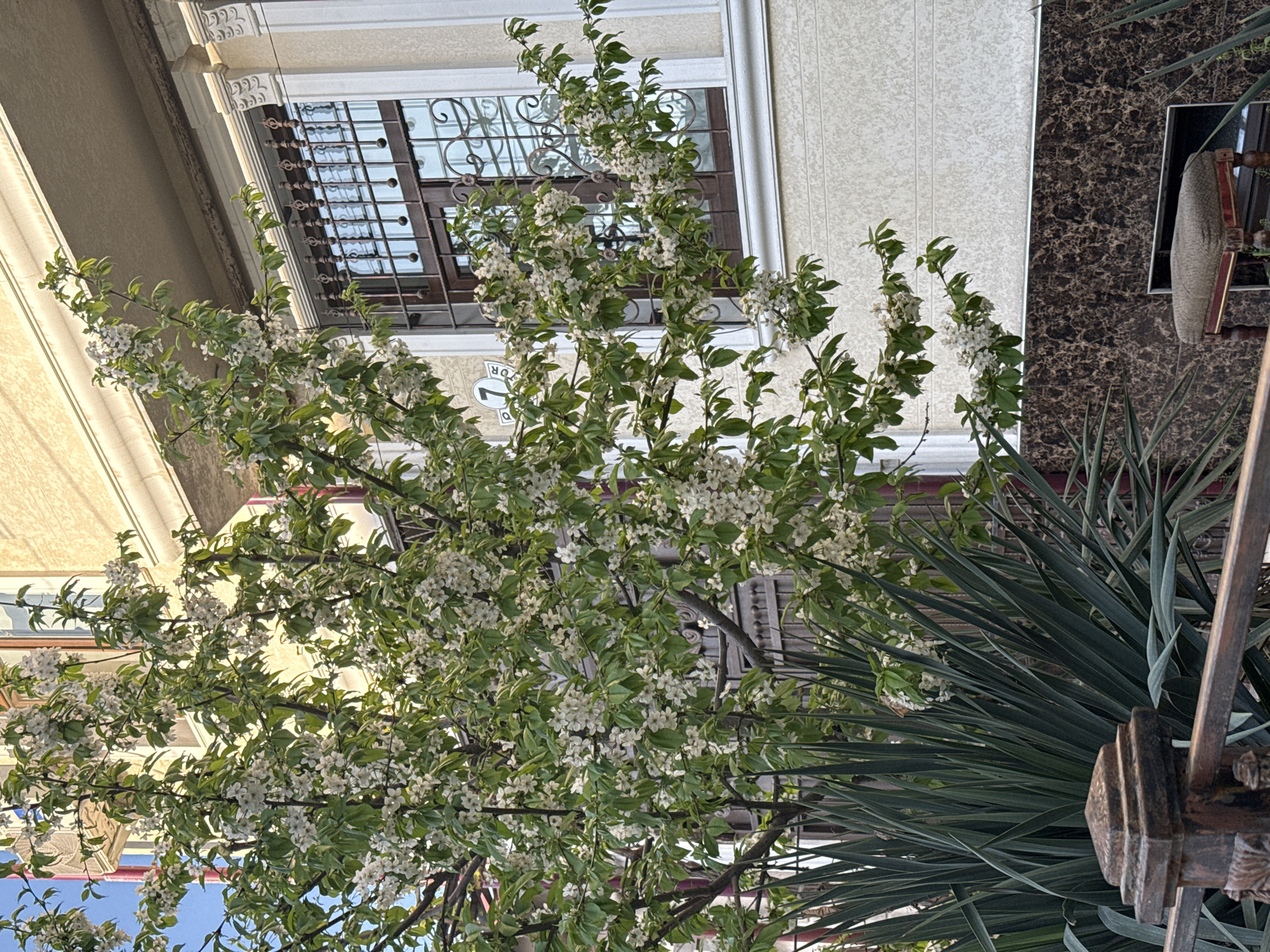 A tree with white flowers stands in front of a building with a window in Tashkent, Uzbekistan. The building has a light-colored facade and a window with dark bars. A palm-like plant is to the right of the tree.