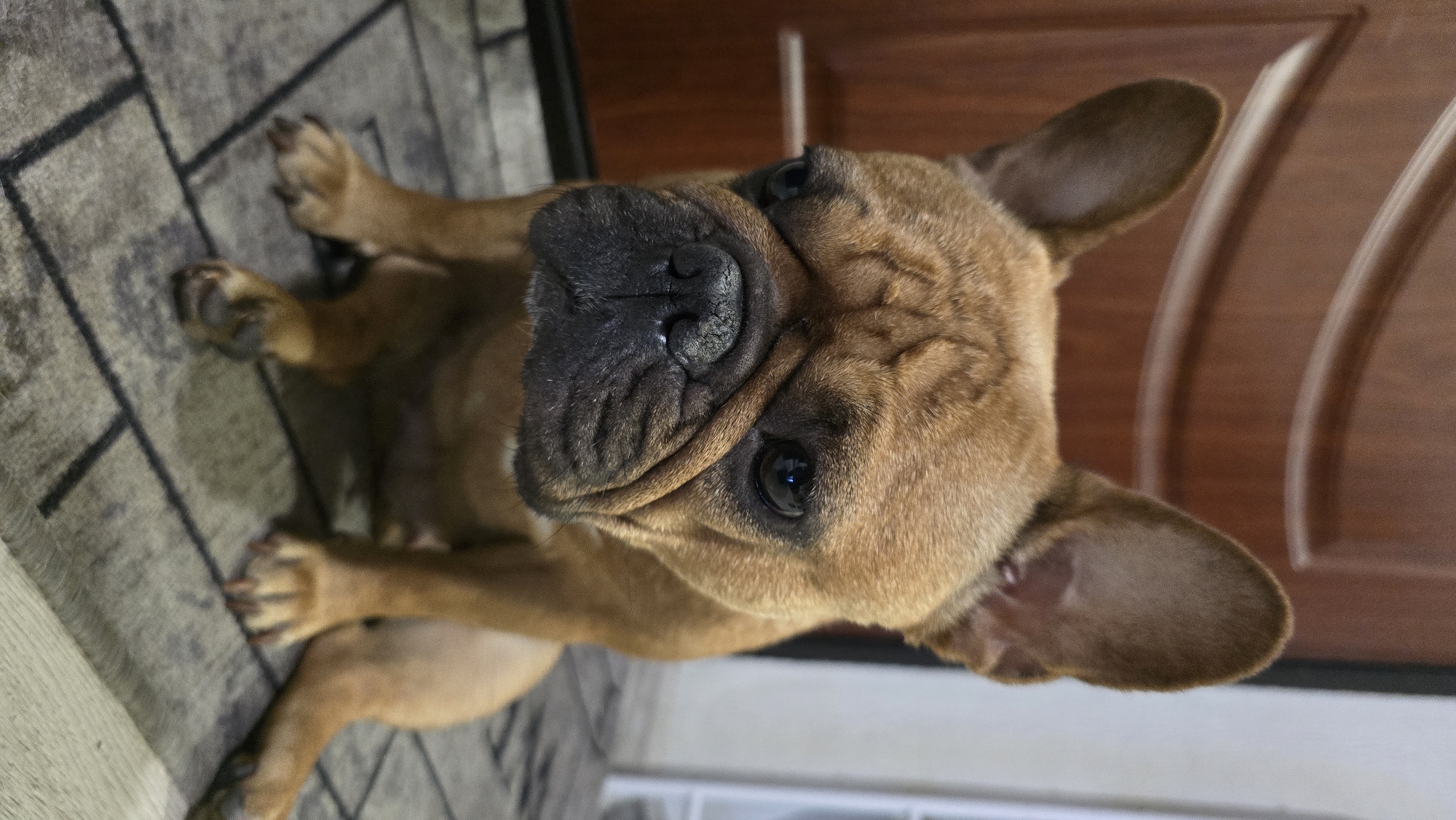 A brown French bulldog is sitting on a patterned rug in front of a wooden door. The dog's ears are perked up, and its eyes are looking slightly to the left. The dog has a wrinkled face and a black nose. The rug has a geometric pattern of gray and black squares. The wooden door has vertical panels and appears to be an interior door. The environment appears to be indoors, possibly in a home in Krasnodar, Russia.