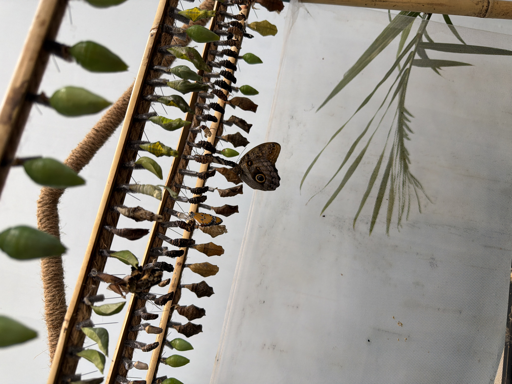 The image shows numerous chrysalises hanging from wooden rods, suspended by strings. Some chrysalises are green, while others are brown and appear dried or empty. A few butterflies are also visible. One is an orange butterfly with black markings, hanging amongst the chrysalises on the upper rod. On the lower rod, a large brown butterfly with a prominent eye-like marking on its wing is hanging upside down. The chrysalises are arranged in rows. The background consists of a white, translucent mesh material, possibly a netting, and some greenery is visible in the lower right portion of the image, suggesting an outdoor or greenhouse environment. There are no people visible in the image. The scene appears to be a butterfly farm or breeding facility.
This image does not provide any information about the city of Plovdiv, Bulgaria.