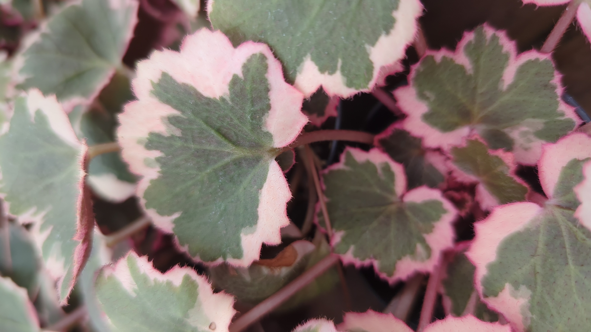 A close-up, eye-level shot captures a cluster of variegated leaves with a predominantly green center and a scalloped edge featuring pink and cream hues. The leaves are slightly fuzzy along the edges. The background is a blur of similar leaves and dark shadows, suggesting an outdoor or indoor plant setting. There is no visible indication of the city of Laval, Canada, or any human presence in the image.