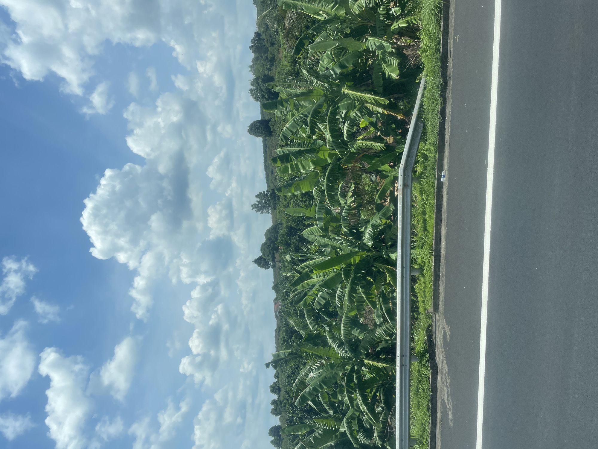 The image depicts a scenic view of a banana plantation in Dong Nai City, Vietnam. In the foreground, a paved road with a white line marking is visible, bordered by a metal guardrail and lush green grass. Beyond the guardrail, rows of tall banana trees with large, vibrant green leaves dominate the landscape, stretching towards the horizon. The plantation appears dense and well-maintained, suggesting a productive agricultural area. In the middle ground, a few houses and other trees can be seen interspersed within the plantation, adding to the rural charm of the scene. The background is characterized by rolling hills covered in greenery, further emphasizing the natural beauty of the region. The sky above is a clear blue, adorned with fluffy white clouds, indicating a pleasant, sunny day. The overall impression is one of tranquility and natural abundance, characteristic of the Vietnamese countryside.