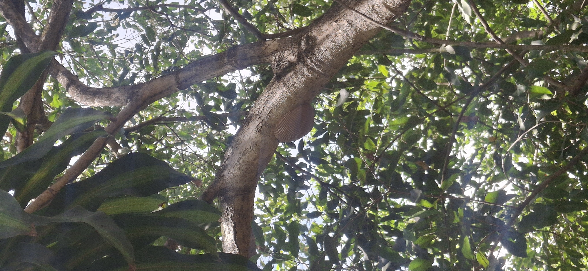 The image captures an upward view into the canopy of a tree, revealing a dense network of branches and lush green foliage against a bright sky. Several large, dark green leaves are prominent in the foreground and along the left side, partially obscuring other branches.
The central focus is a thick tree branch, light brown in color with a textured bark, extending diagonally across the frame from the upper left to the lower right. Attached to the underside of this main branch, towards the right side of the image, is a distinct, light tan, dome-shaped object. This object exhibits numerous concentric, wavy ridges, giving it a corrugated or fan-like appearance. It seems to be a natural growth, possibly a large bracket fungus or an insect nest.
Smaller branches and leaves fill the background, creating a dappled effect as sunlight filters through them, indicating a daytime setting, likely under clear skies. The overall impression is one of a vibrant, natural environment. There are no people or visible text in the image. The location is contextualized as Vallecito, Venezuela.