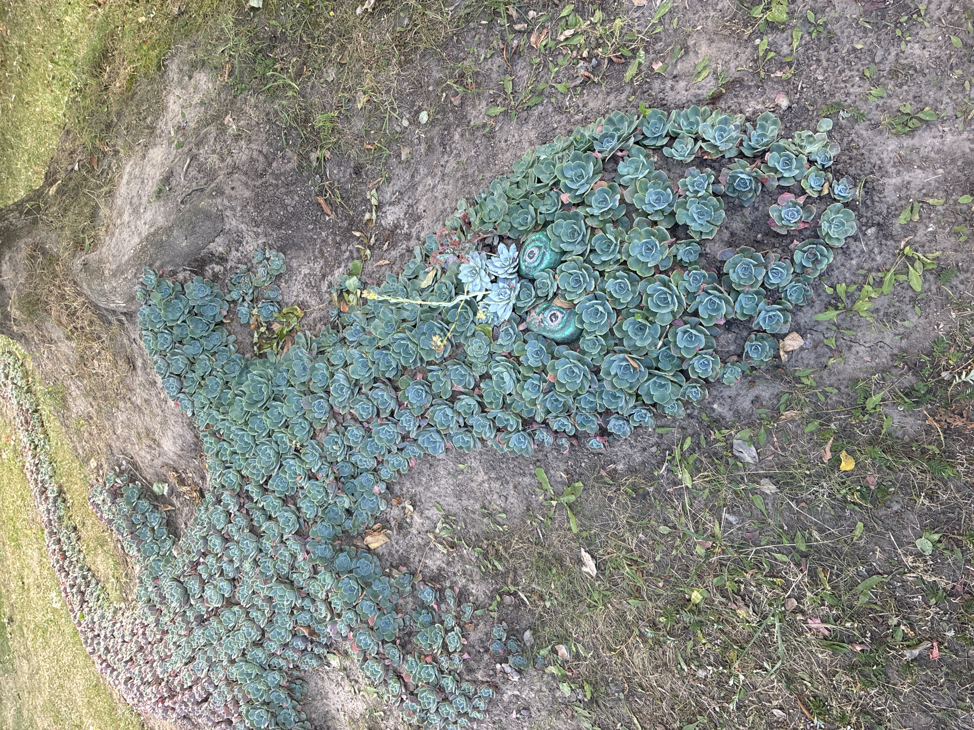 The image shows a large patch of succulents planted in a garden bed. The succulents are predominantly green with some having reddish-purple tips. They are arranged in a flowing, organic pattern, resembling a large creature or a natural landscape feature. There are also some smaller plants and dry grass interspersed with the succulents and the soil. A large tree trunk is visible in the upper right portion of the image. The ground appears to be a mix of soil and mulch, with some fallen leaves and debris. Two decorative, teal-colored stones with spiral patterns are visible nestled among the succulents. The scene suggests an outdoor garden setting, likely in a park or residential area. No people are visible in the image.
The location of this image is the city of Mahilyow, Belarus.